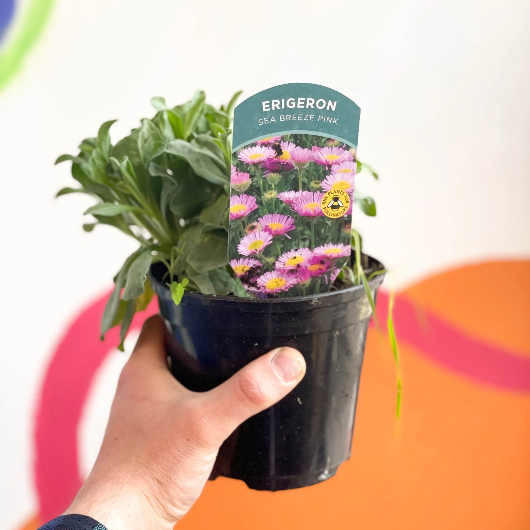Fleabane - Erigeron glaucus 'Sea Breeze Pink' UK Grown - Image 2
