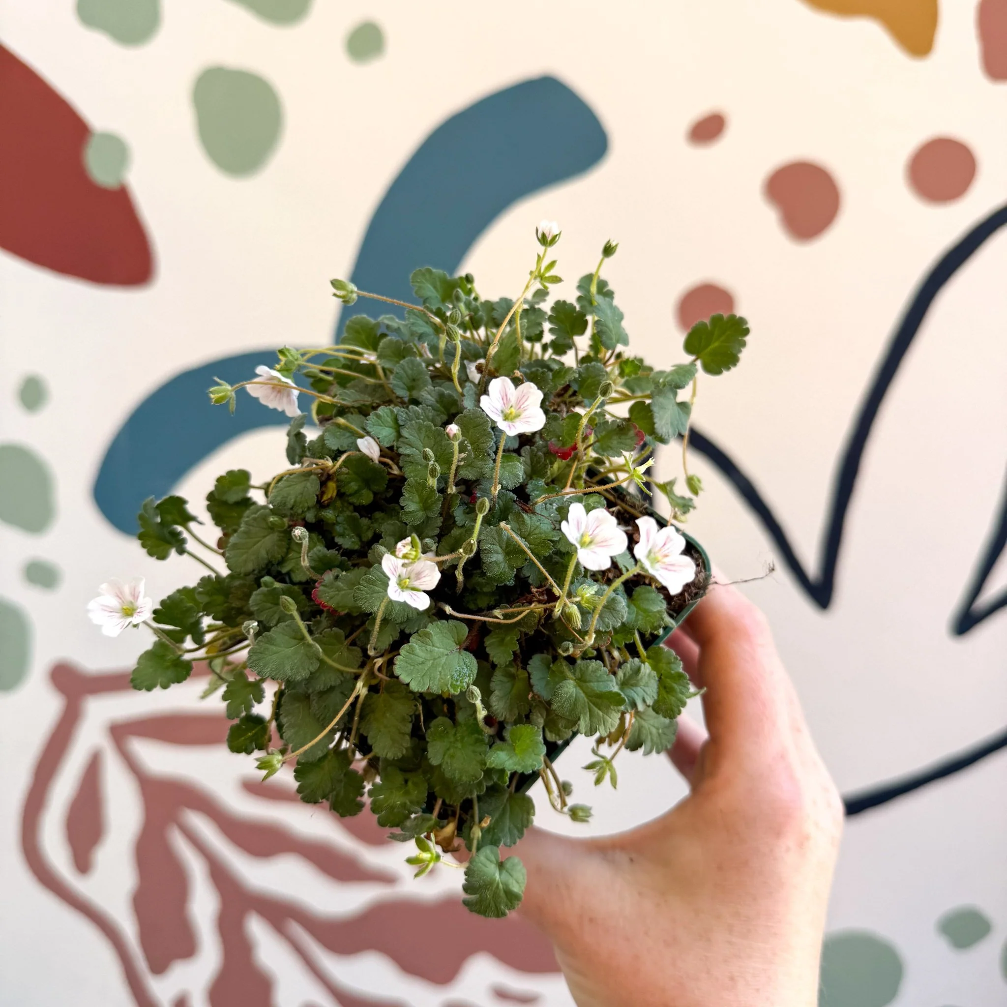Erodium × variabile ‘Album’ - Cotswold Grown Perennial