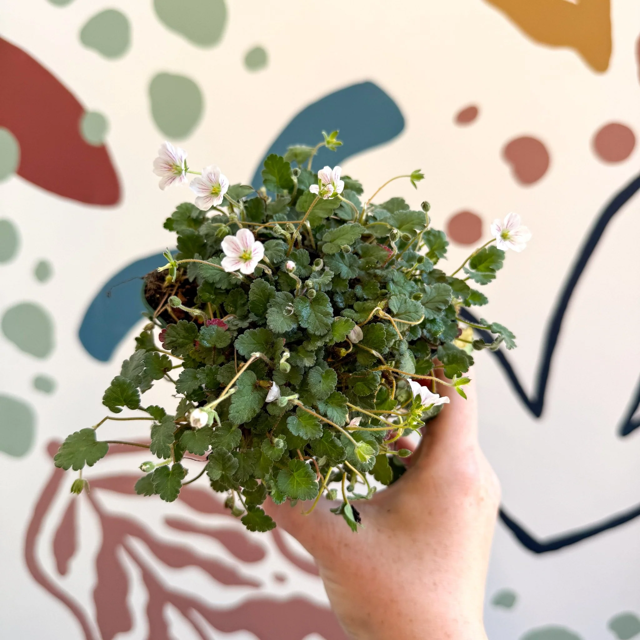 Erodium × variabile ‘Album’ - Cotswold Grown Perennial - Image 5