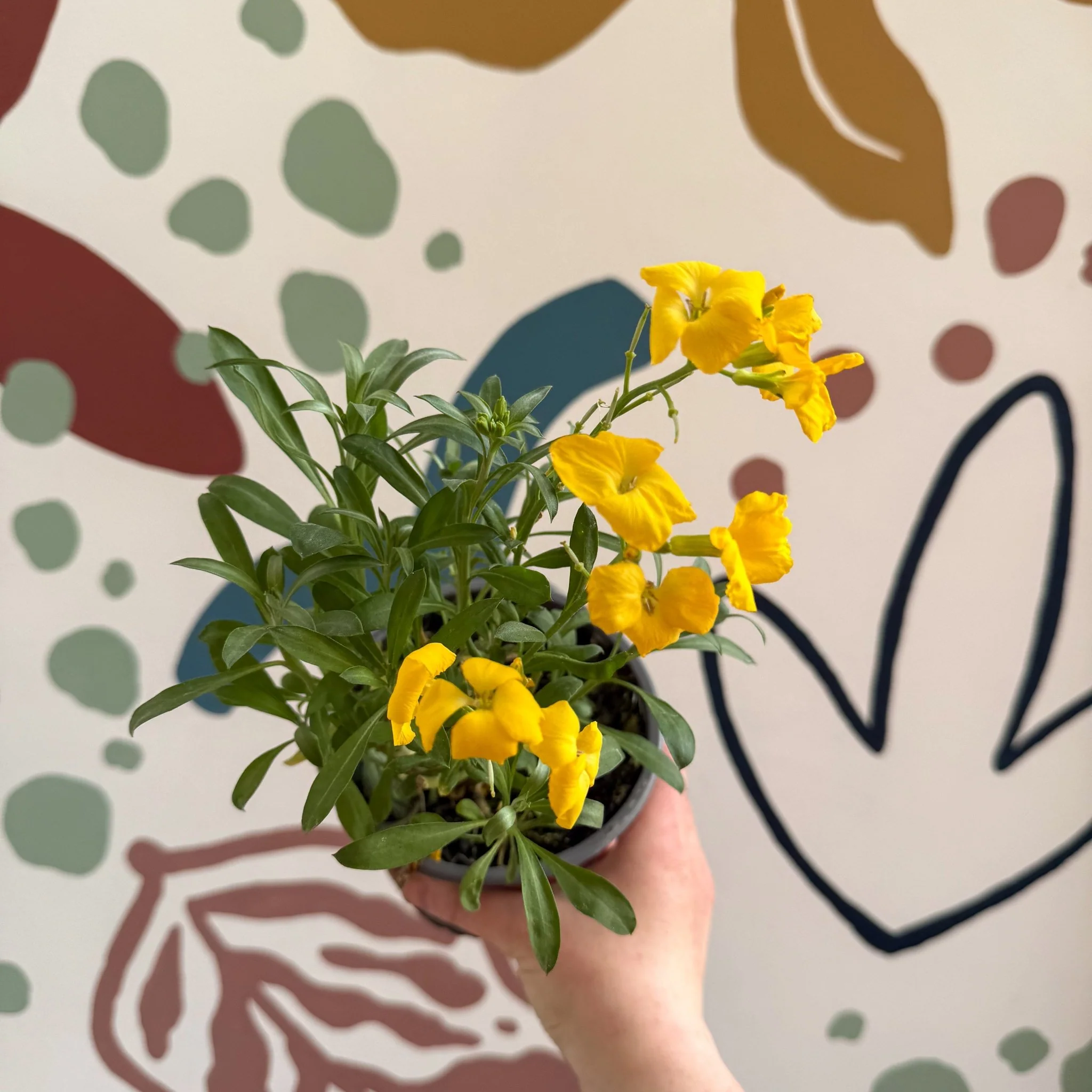 Erysimum cheiri 'Sugar Rush Garden Mix' - Wallflower - British Grown - Image 2