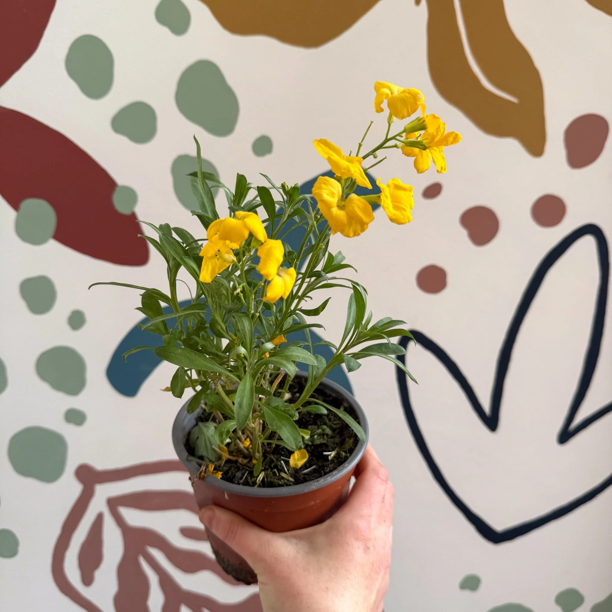 Erysimum cheiri 'Sugar Rush Garden Mix' - Wallflower - British Grown - Image 3