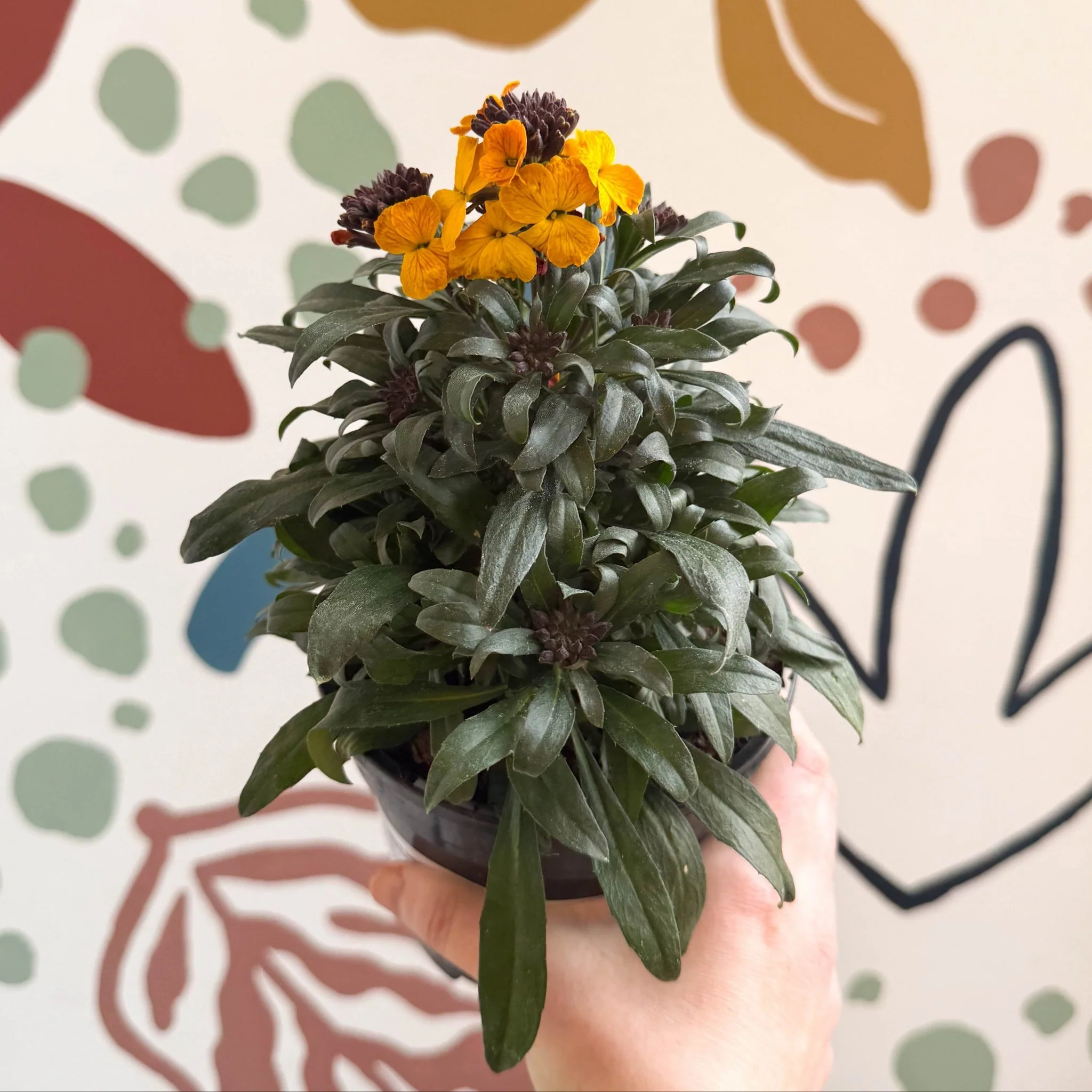 Erysimum linifolium 'Erysistible Yellow' - Yellow Wallflower - British Grown