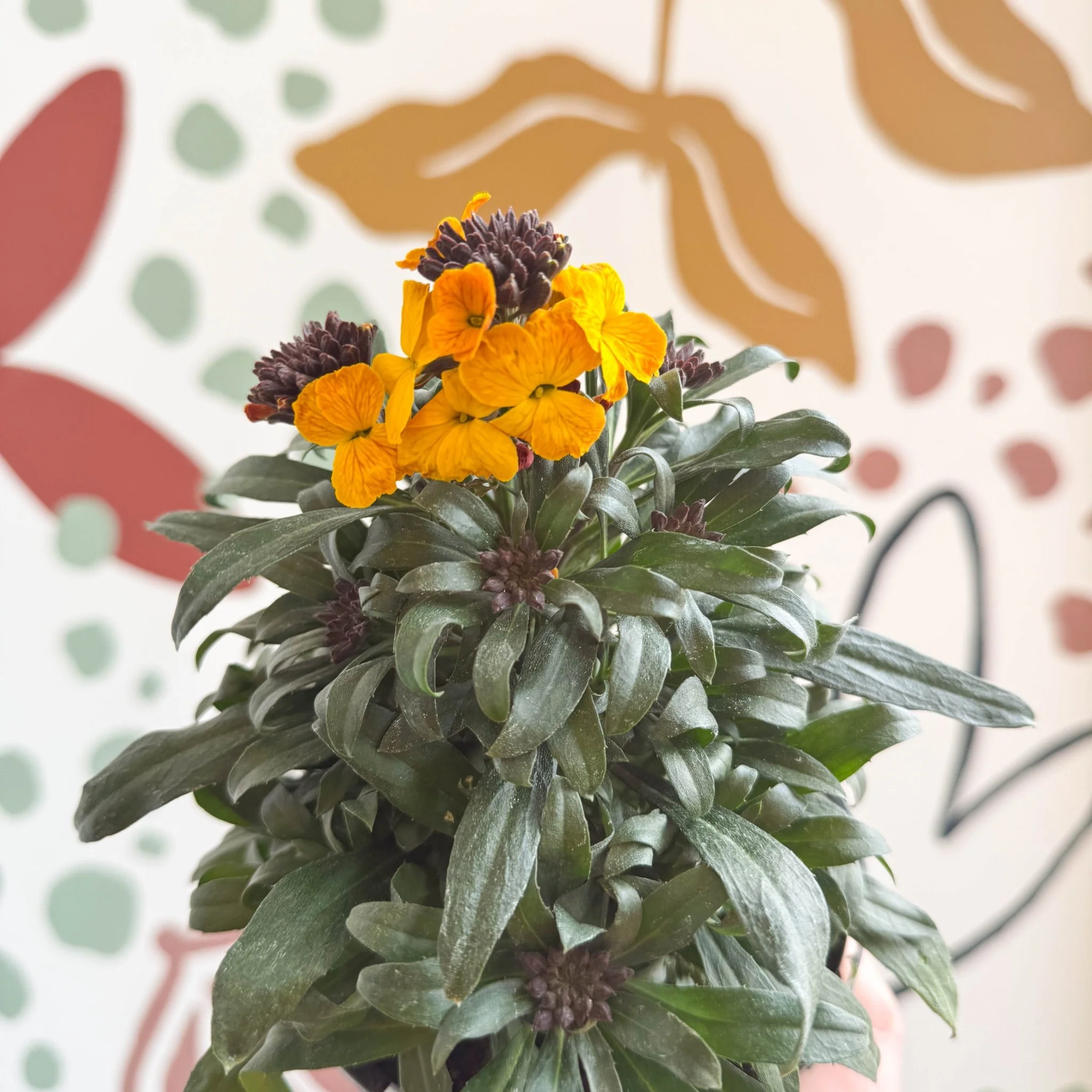 Erysimum linifolium 'Erysistible Yellow' - Yellow Wallflower - British Grown - Image 2