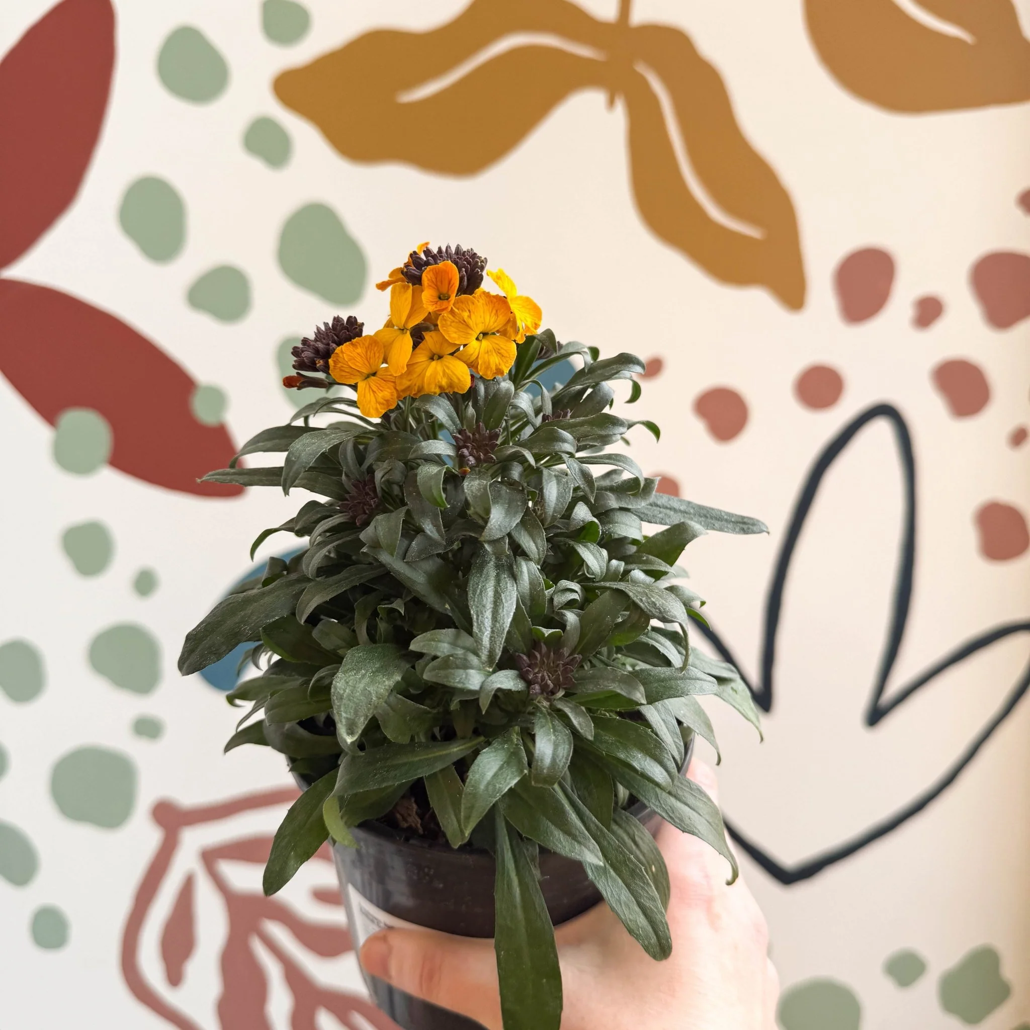 Erysimum linifolium 'Erysistible Yellow' - Yellow Wallflower - British Grown - Image 6