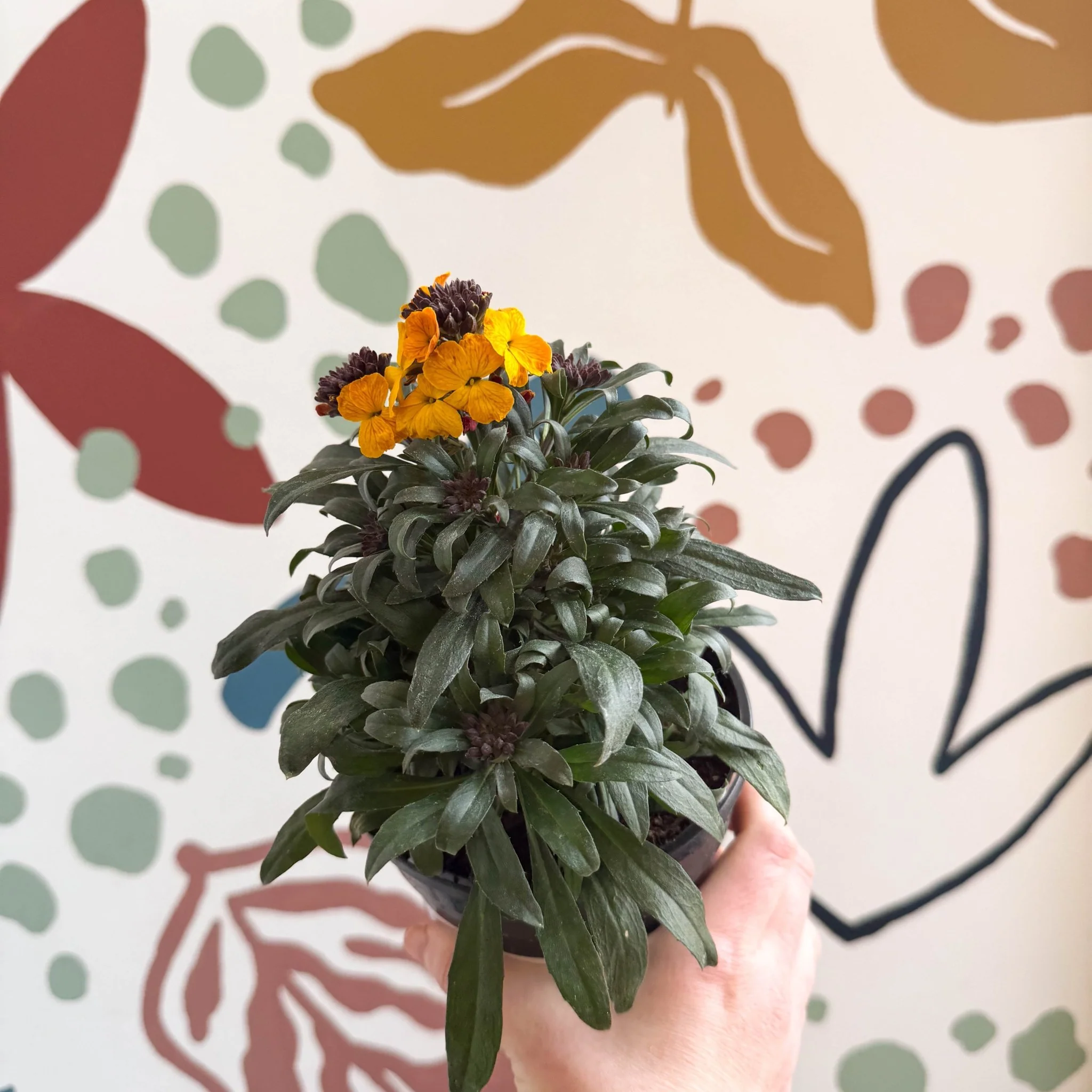 Erysimum linifolium 'Erysistible Yellow' - Yellow Wallflower - British Grown - Image 7