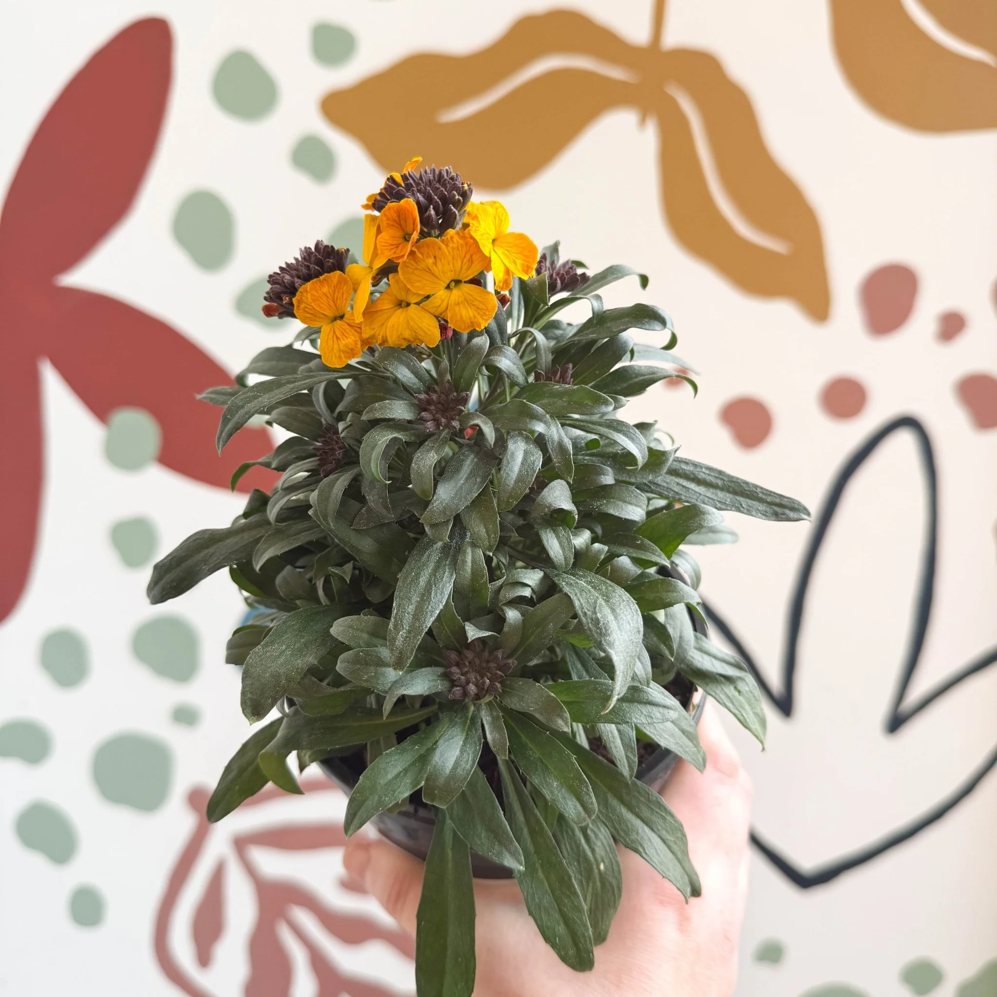 Erysimum linifolium 'Erysistible Yellow' - Yellow Wallflower - British Grown - Image 8