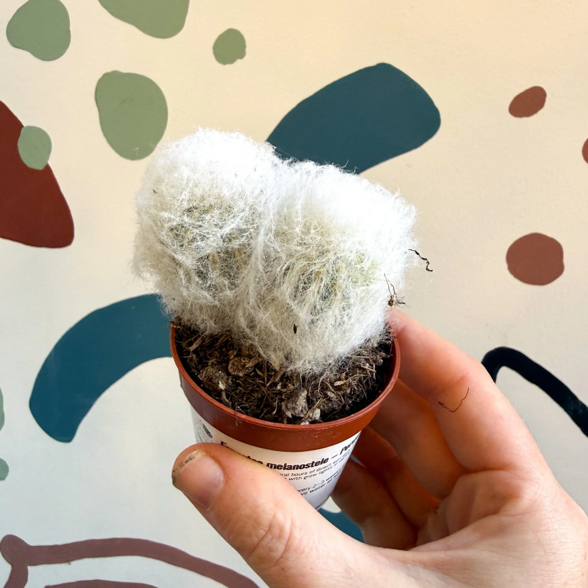 Espostoa melanostele – Peruvian Old Man Cactus