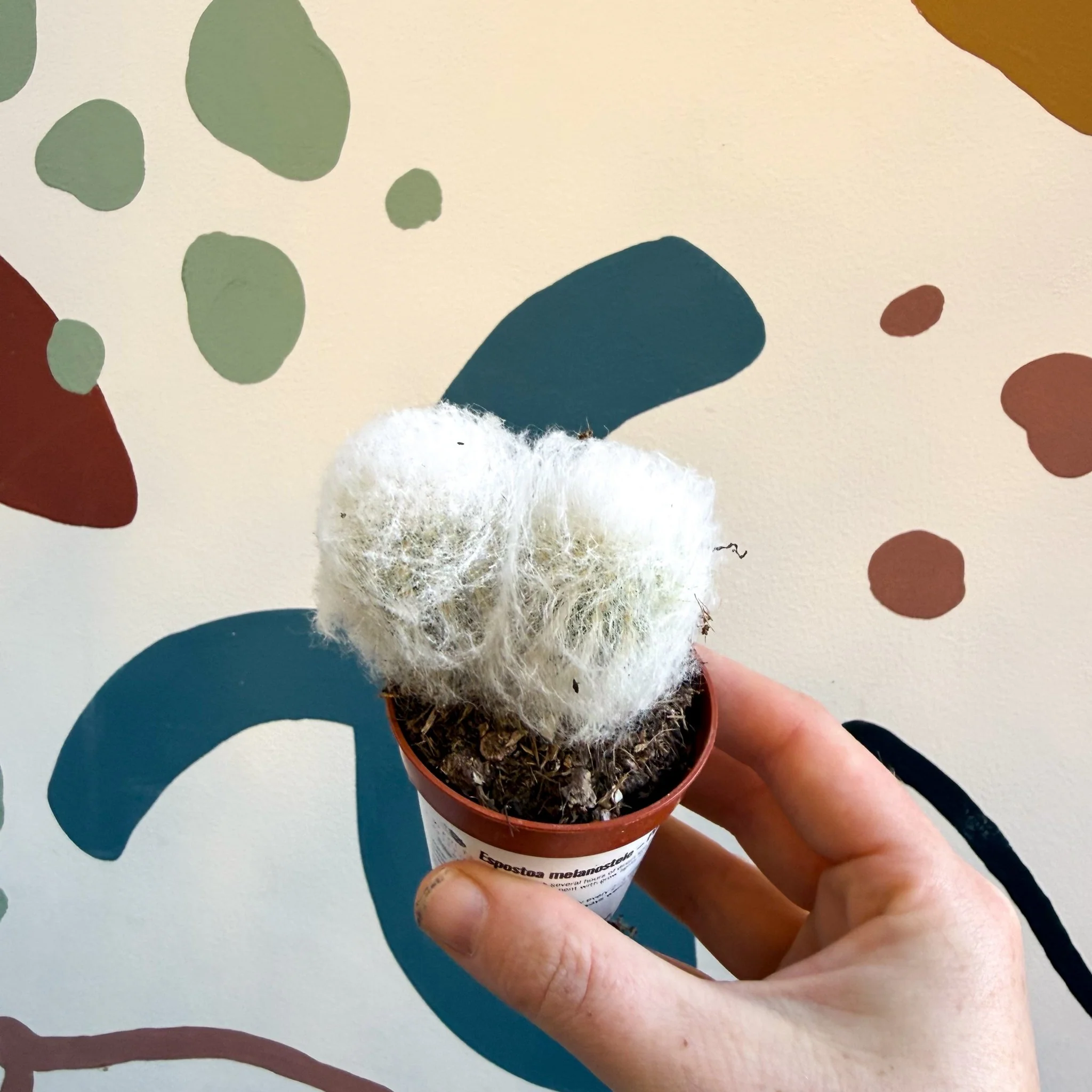 Espostoa melanostele – Peruvian Old Man Cactus - Image 10