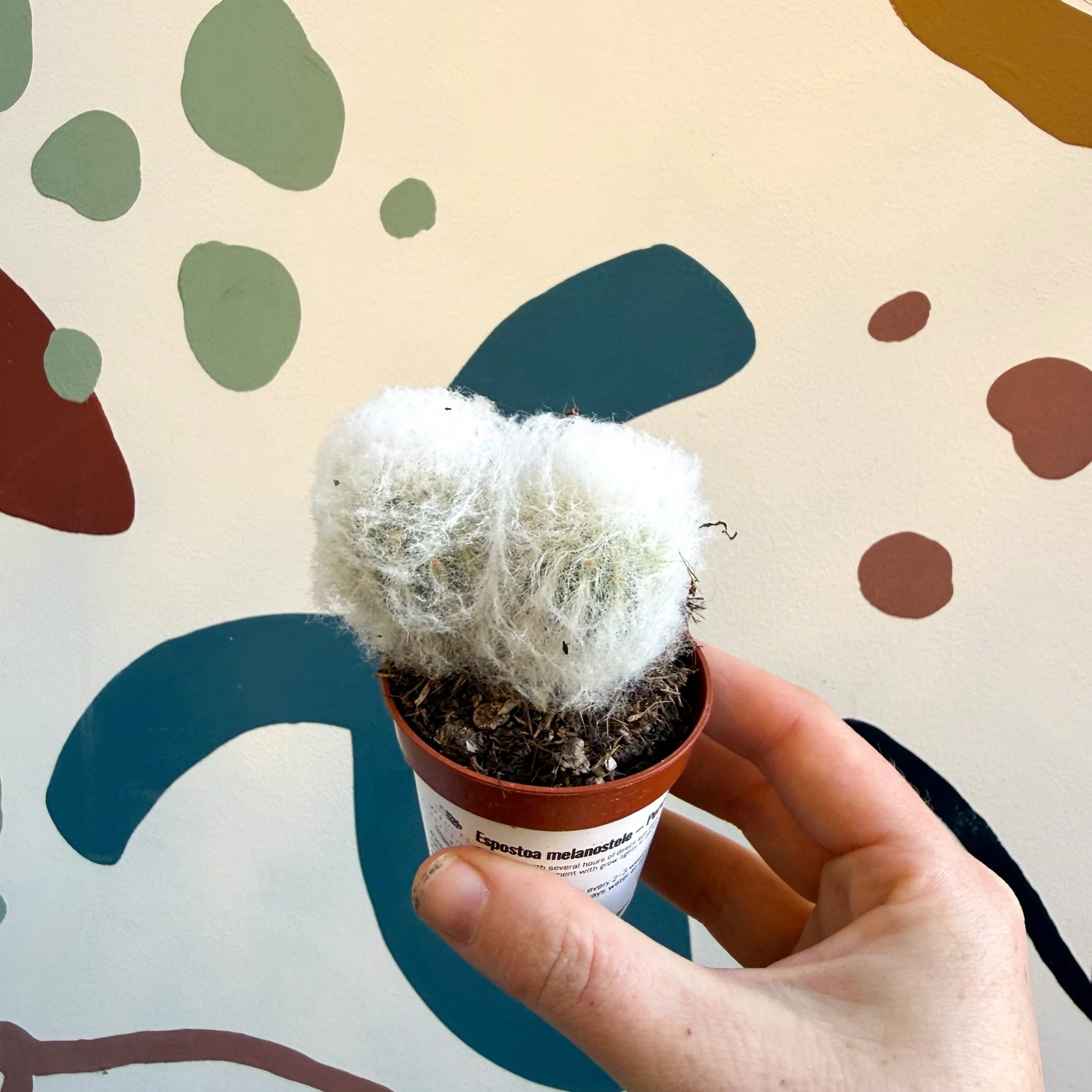 Espostoa melanostele – Peruvian Old Man Cactus - Image 2