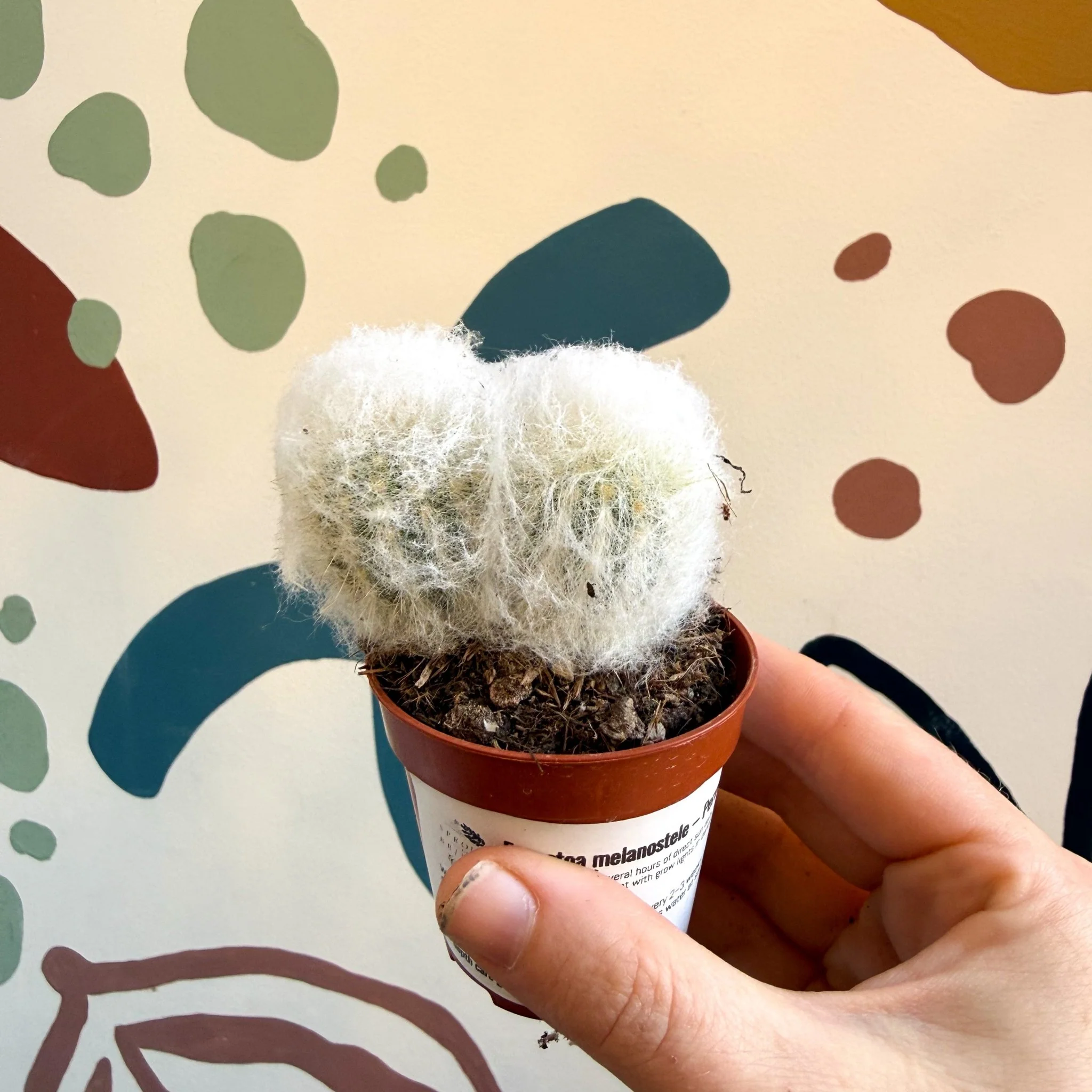 Espostoa melanostele – Peruvian Old Man Cactus - Image 3