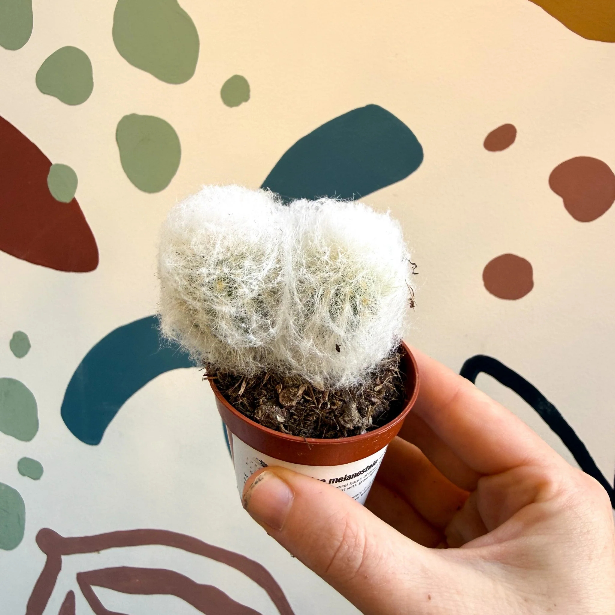 Espostoa melanostele – Peruvian Old Man Cactus - Image 5