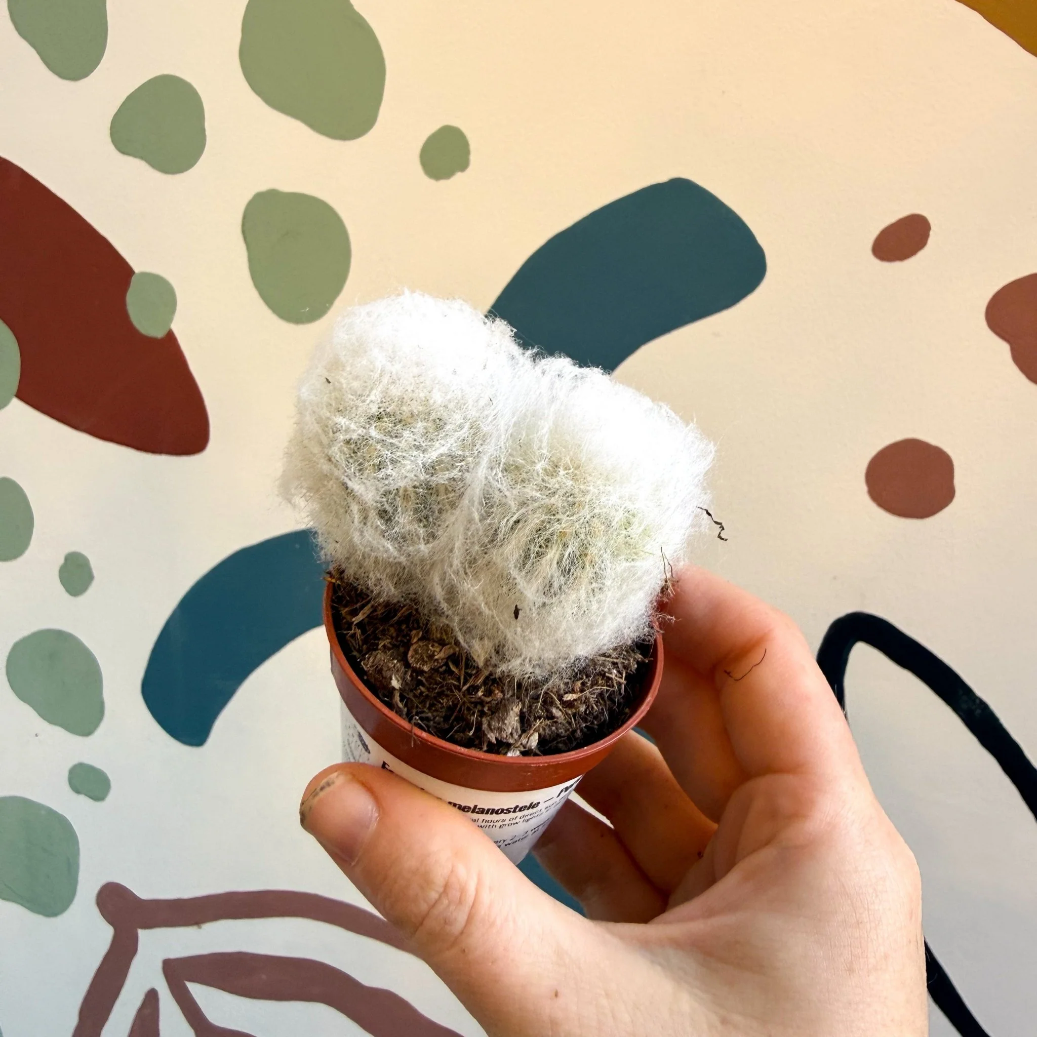 Espostoa melanostele – Peruvian Old Man Cactus - Image 7