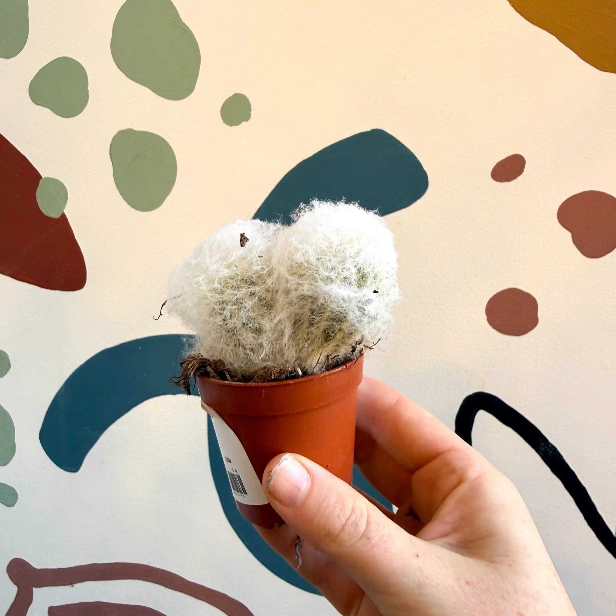 Espostoa melanostele – Peruvian Old Man Cactus - Image 9