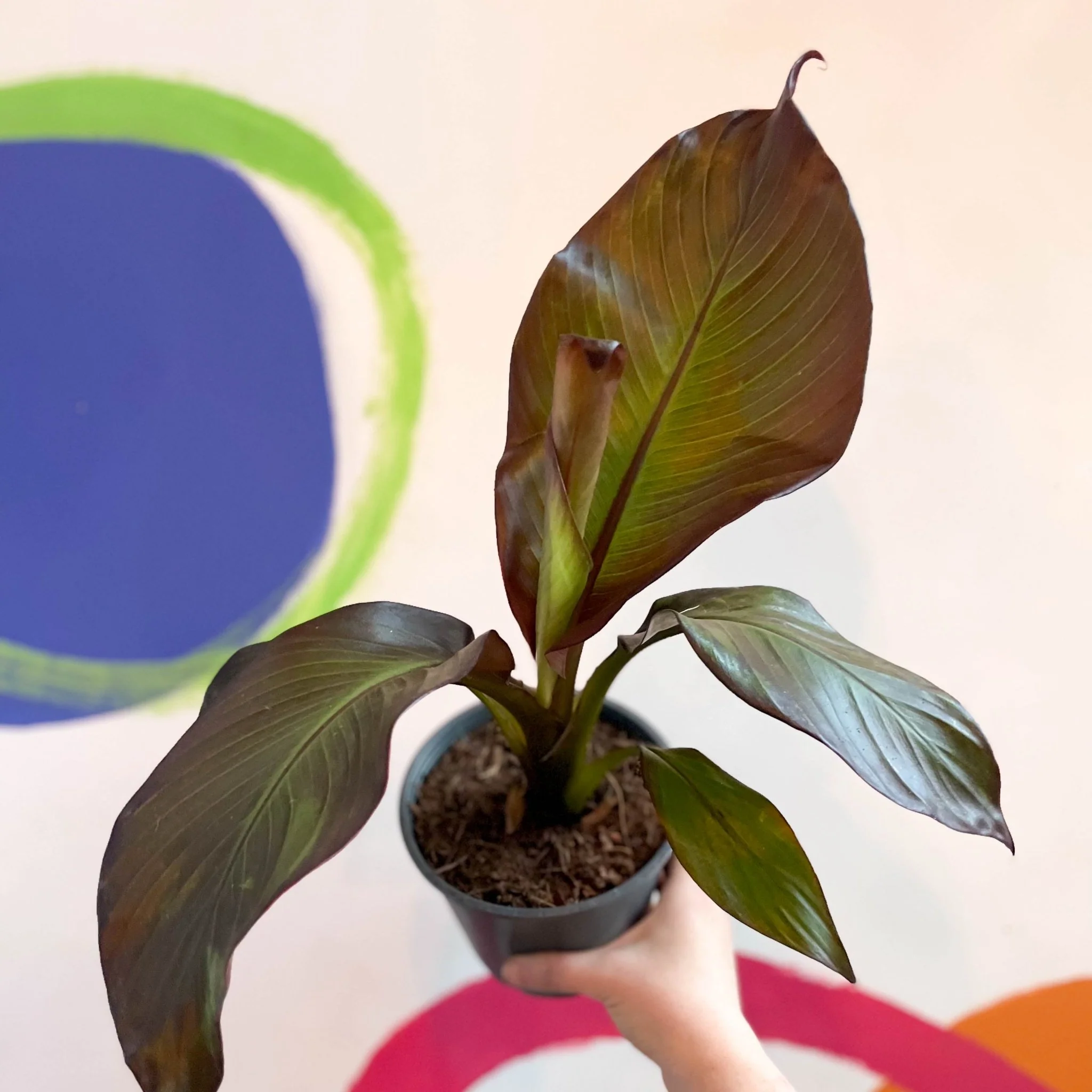 Ensete ventricosum 'Maurelii' - Ethiopian Banana Plant