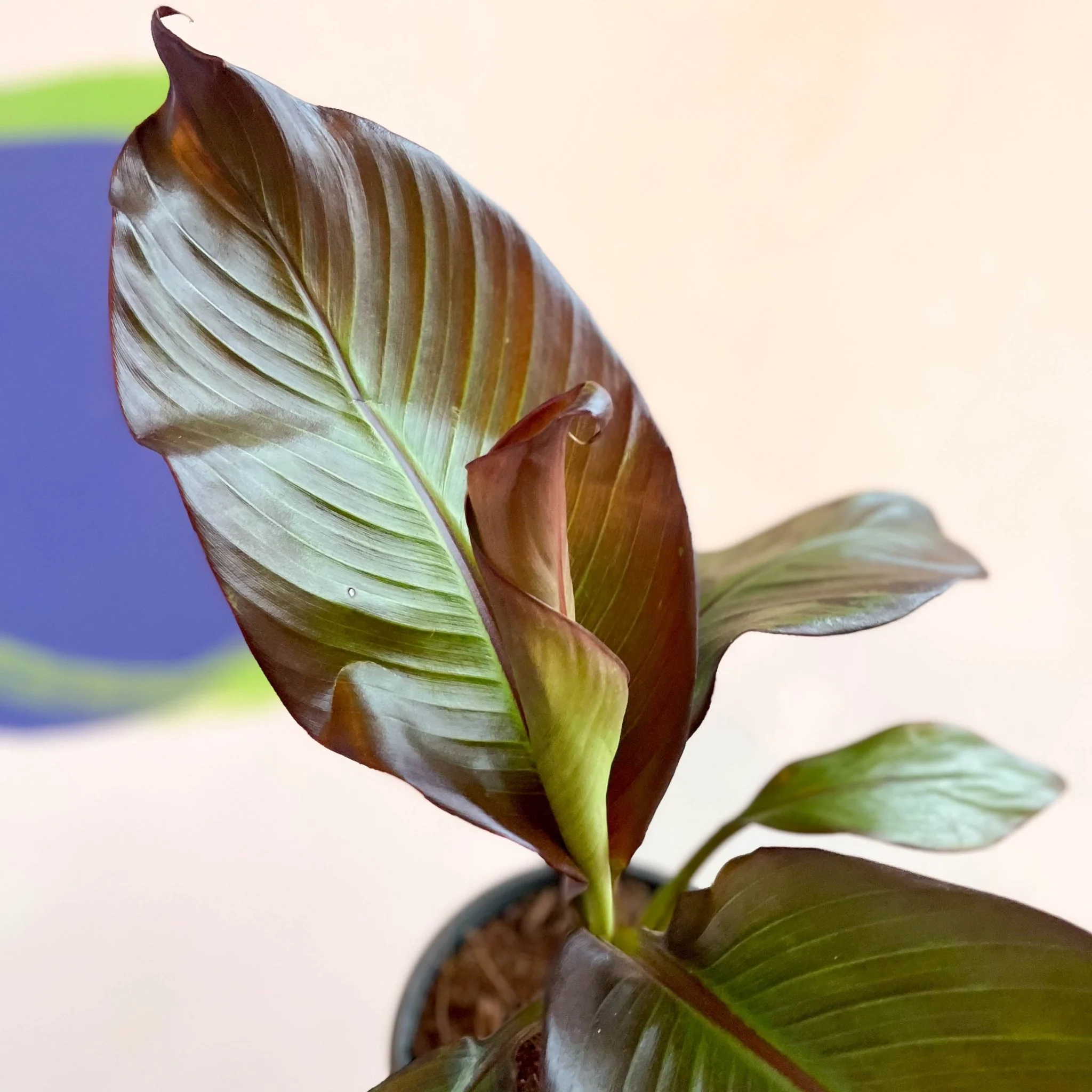 Ensete ventricosum 'Maurelii' - Ethiopian Banana Plant - Image 5