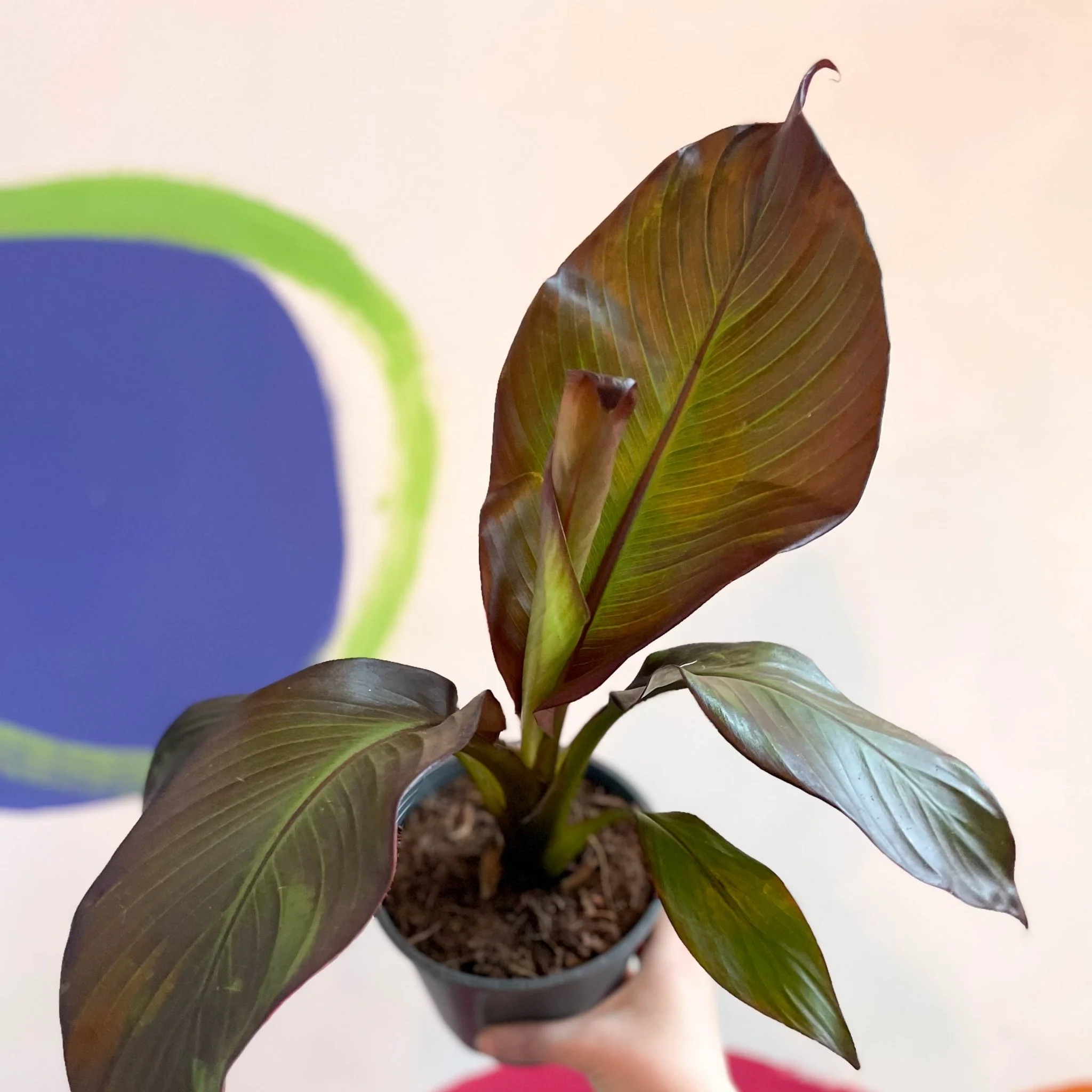 Ensete ventricosum 'Maurelii' - Ethiopian Banana Plant - Image 6