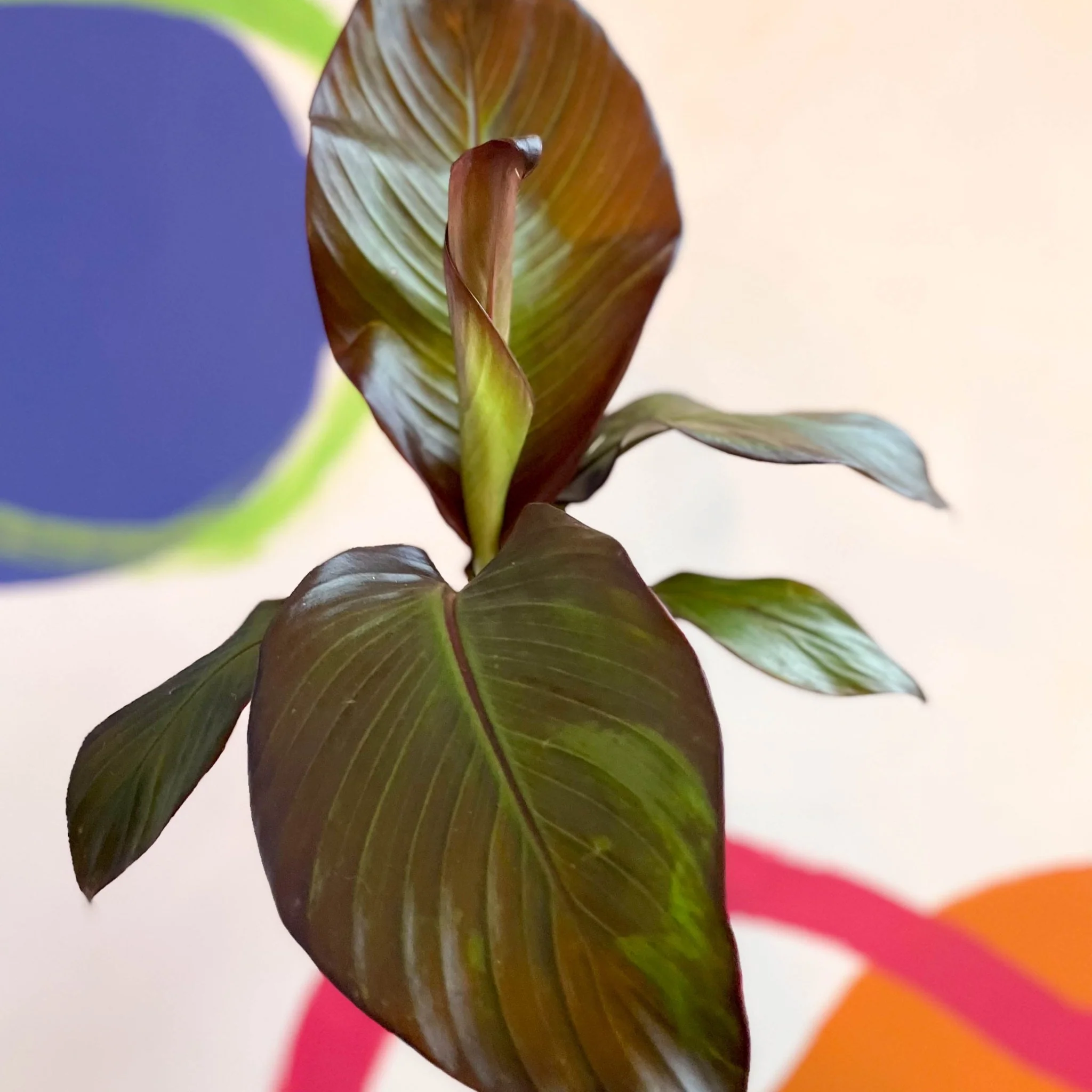 Ensete ventricosum 'Maurelii' - Ethiopian Banana Plant - Image 7