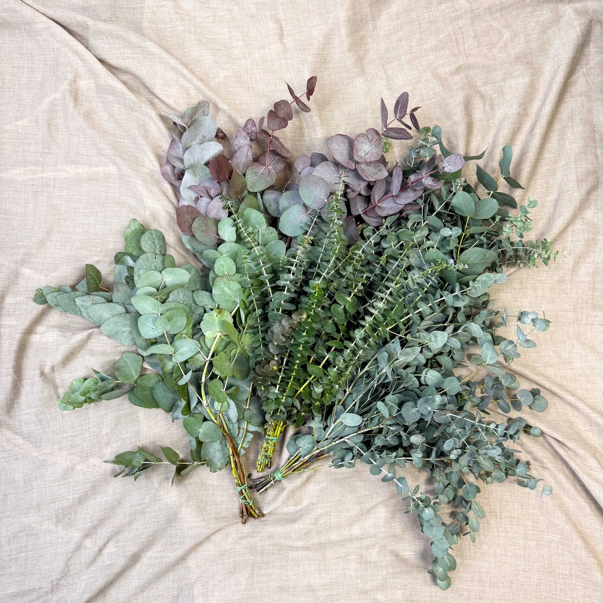 Eucalyptus Bunch – Mixed Varieties – Fresh Foliage for Christmas Wreaths, Floristry & Festive Crafting
