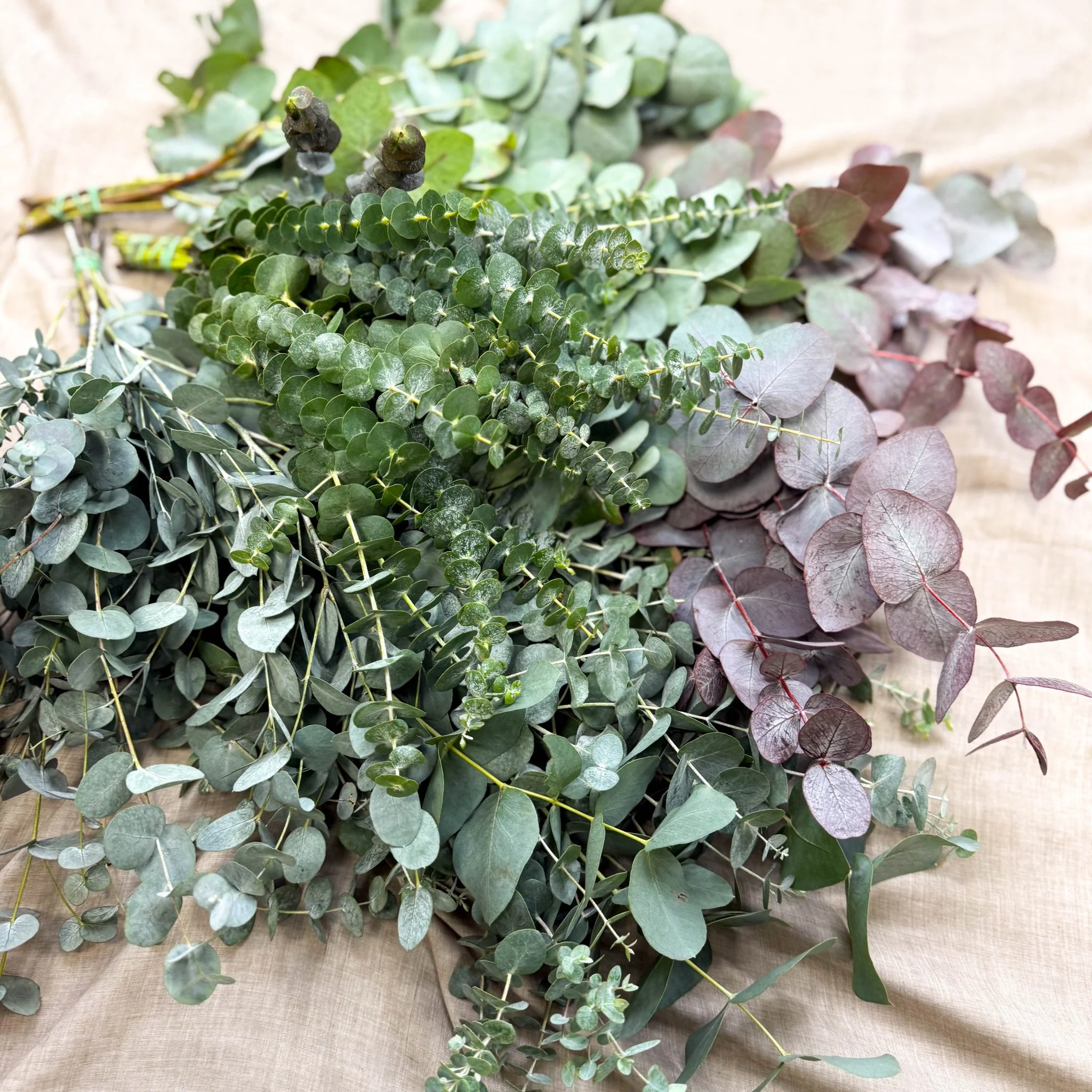 Eucalyptus Bunch – Mixed Varieties – Fresh Foliage for Christmas Wreaths, Floristry & Festive Crafting - Image 10
