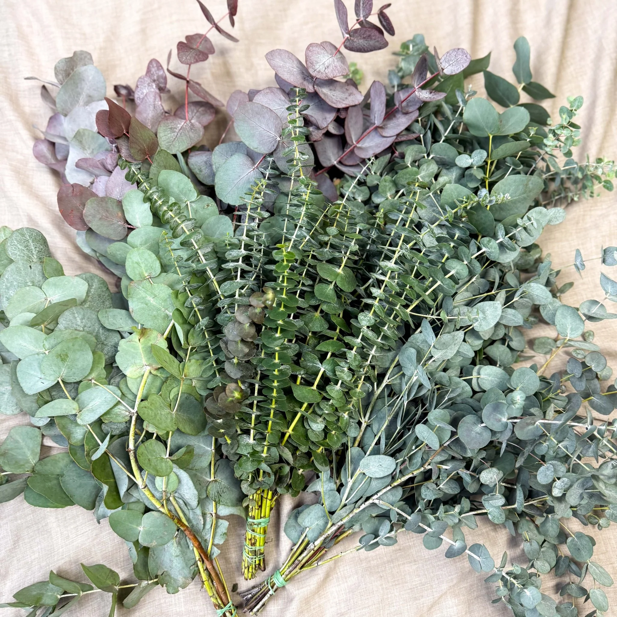 Eucalyptus Bunch – Mixed Varieties – Fresh Foliage for Christmas Wreaths, Floristry & Festive Crafting - Image 13