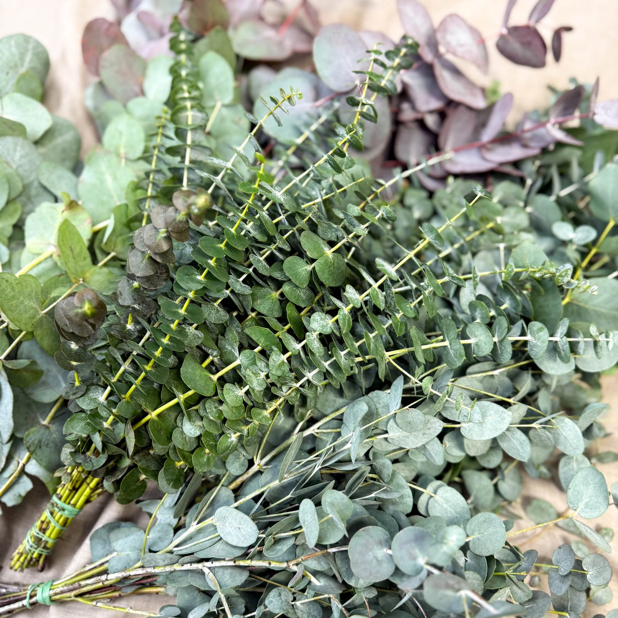 Eucalyptus Bunch – Mixed Varieties – Fresh Foliage for Christmas Wreaths, Floristry & Festive Crafting - Image 14