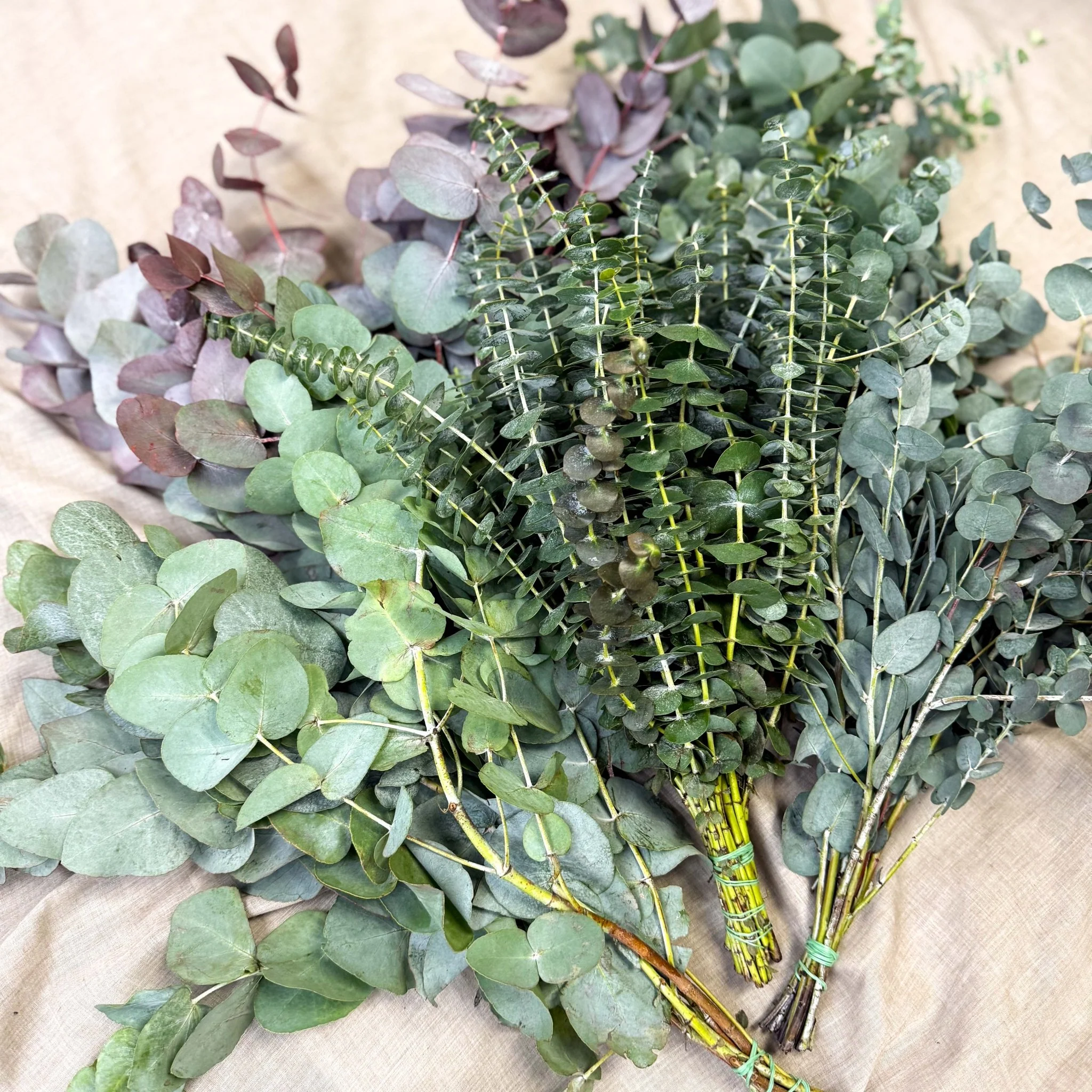 Eucalyptus Bunch – Mixed Varieties – Fresh Foliage for Christmas Wreaths, Floristry & Festive Crafting - Image 15