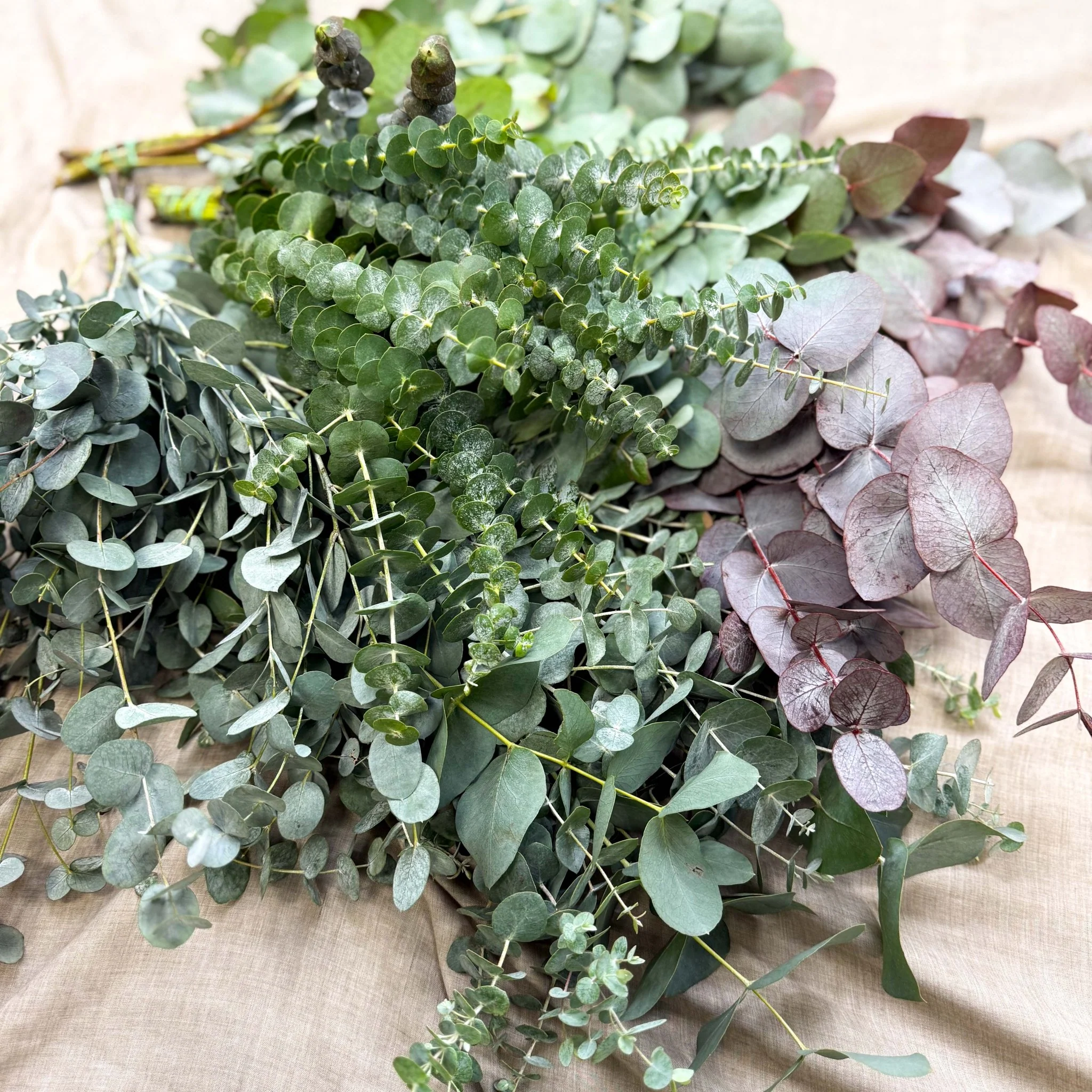 Eucalyptus Bunch – Mixed Varieties – Fresh Foliage for Christmas Wreaths, Floristry & Festive Crafting - Image 16