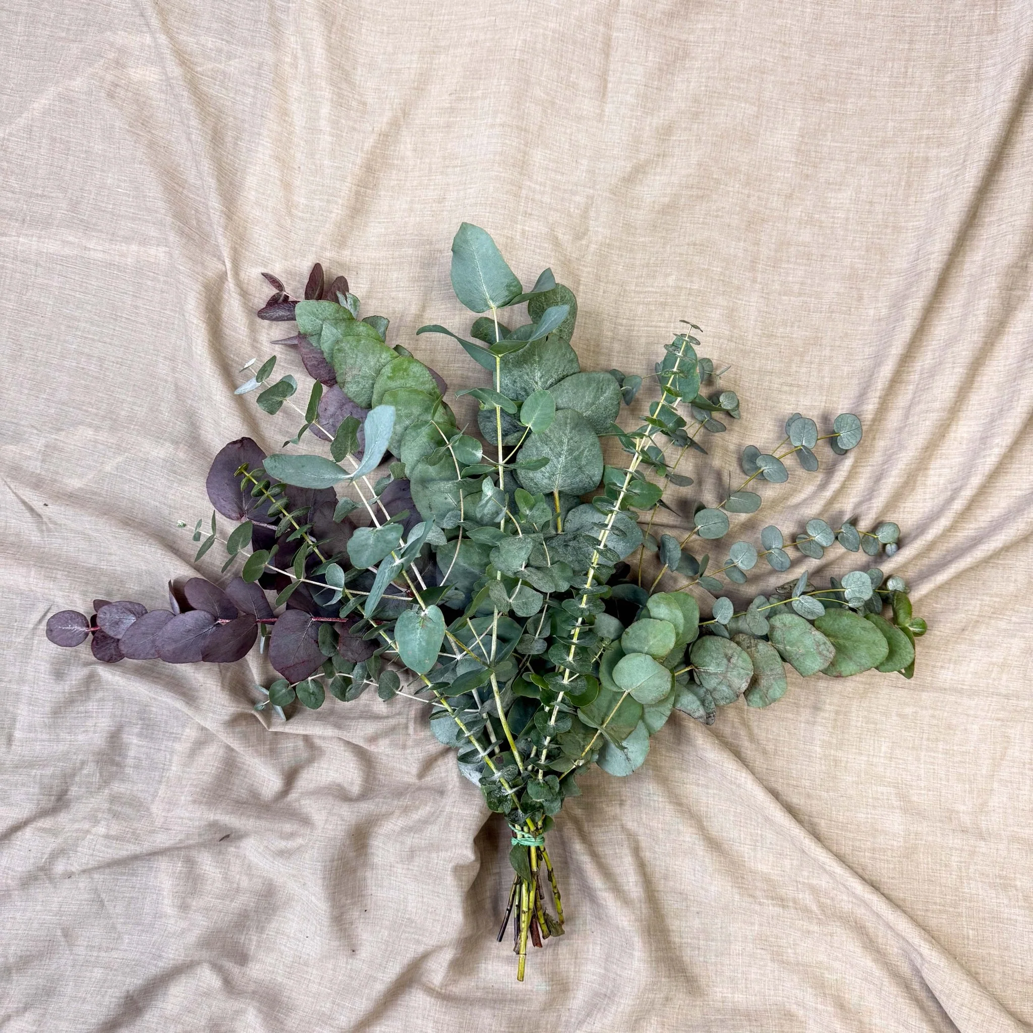 Eucalyptus Bunch – Mixed Varieties – Fresh Foliage for Christmas Wreaths, Floristry & Festive Crafting - Image 17
