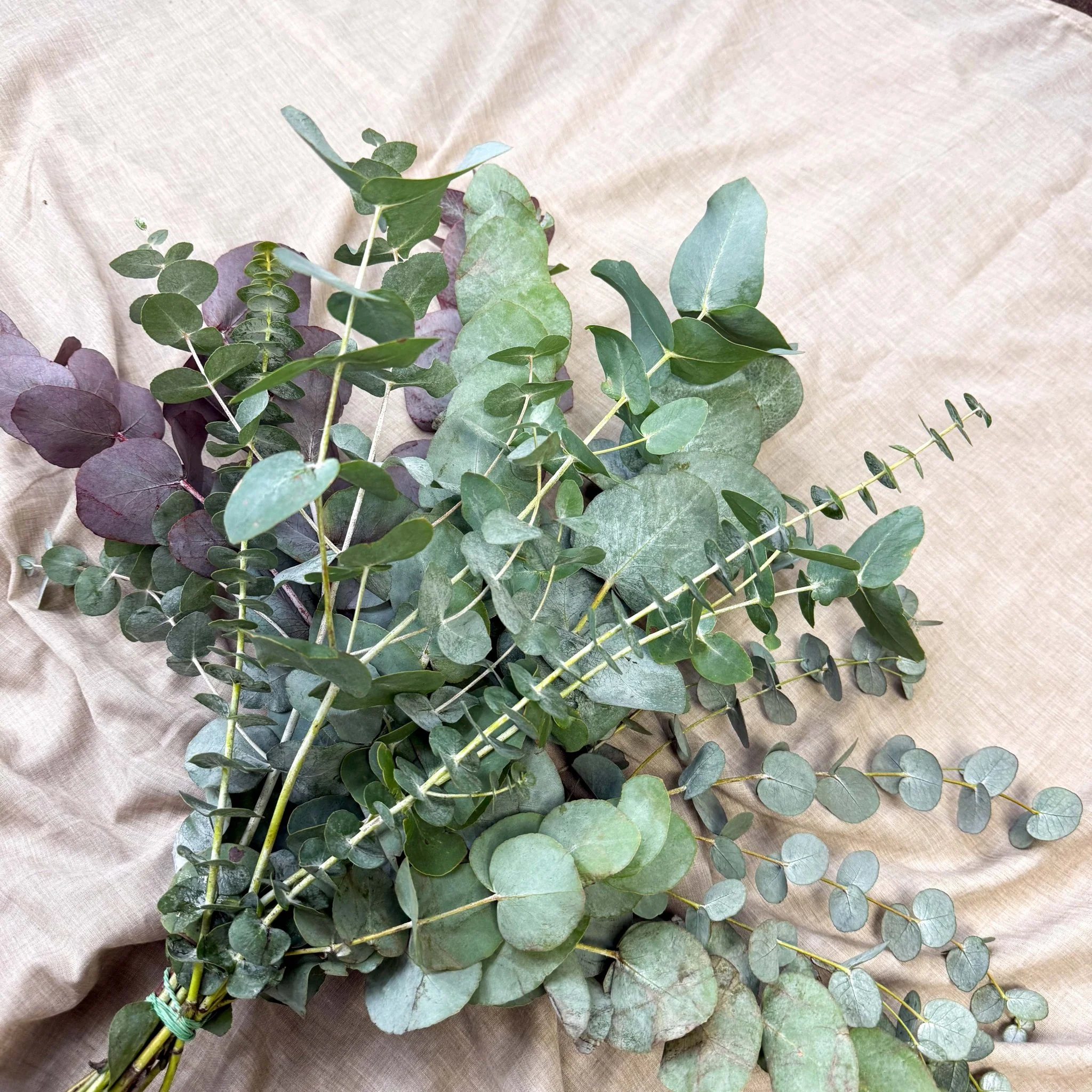 Eucalyptus Bunch – Mixed Varieties – Fresh Foliage for Christmas Wreaths, Floristry & Festive Crafting - Image 18