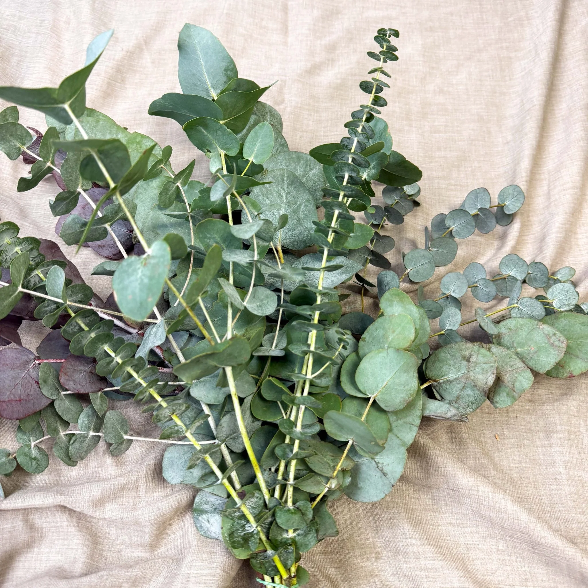 Eucalyptus Bunch – Mixed Varieties – Fresh Foliage for Christmas Wreaths, Floristry & Festive Crafting - Image 19