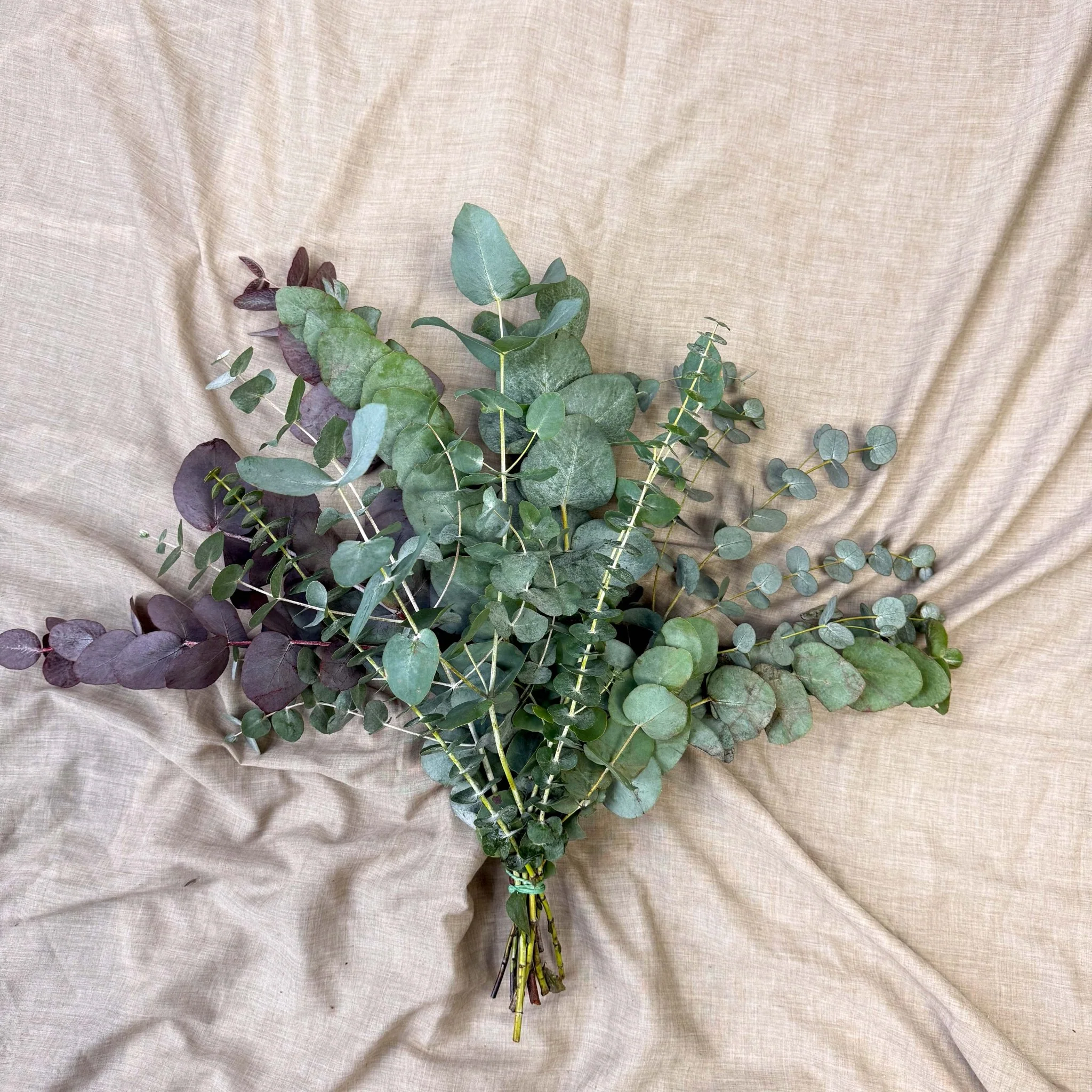 Eucalyptus Bunch – Mixed Varieties – Fresh Foliage for Christmas Wreaths, Floristry & Festive Crafting - Image 2