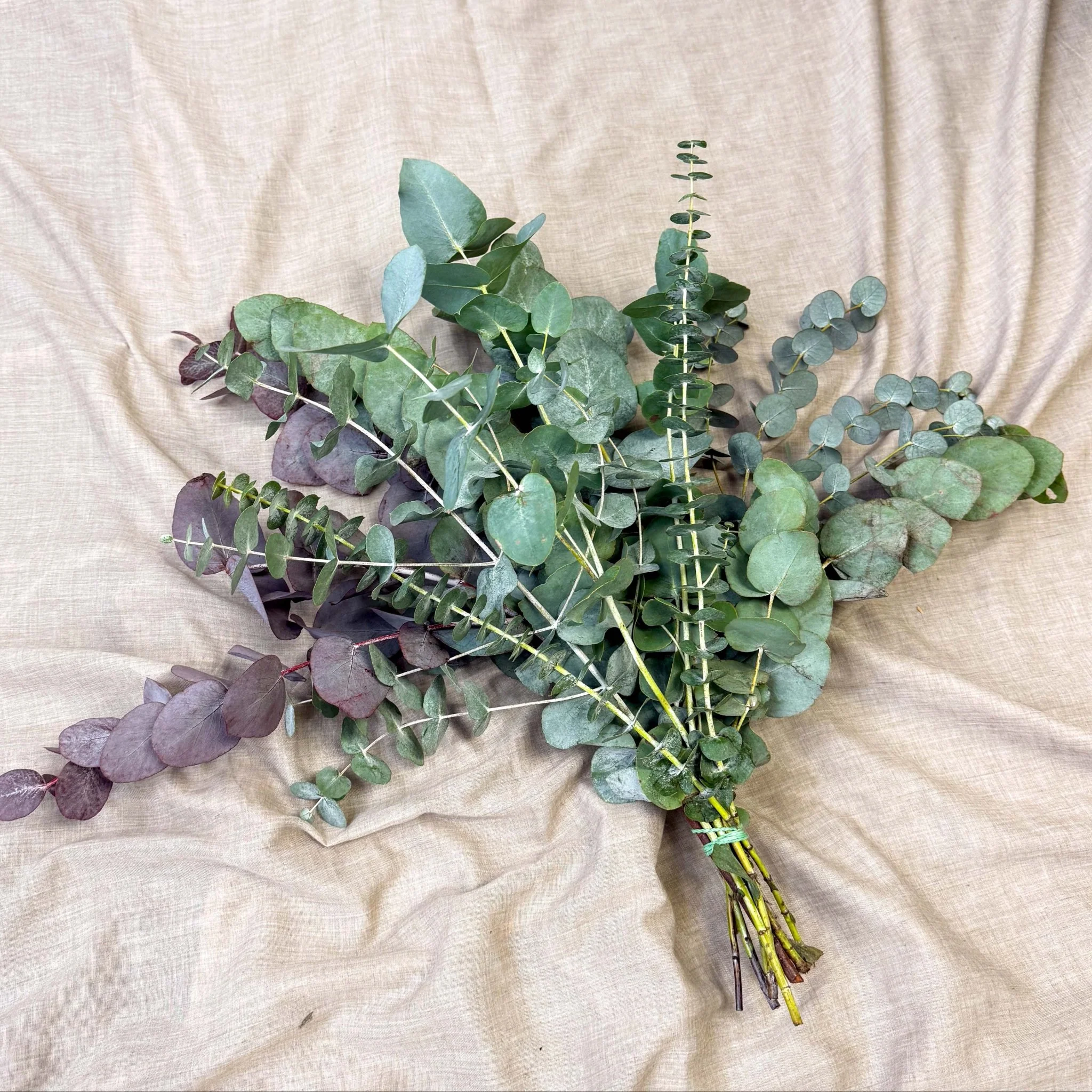 Eucalyptus Bunch – Mixed Varieties – Fresh Foliage for Christmas Wreaths, Floristry & Festive Crafting - Image 20