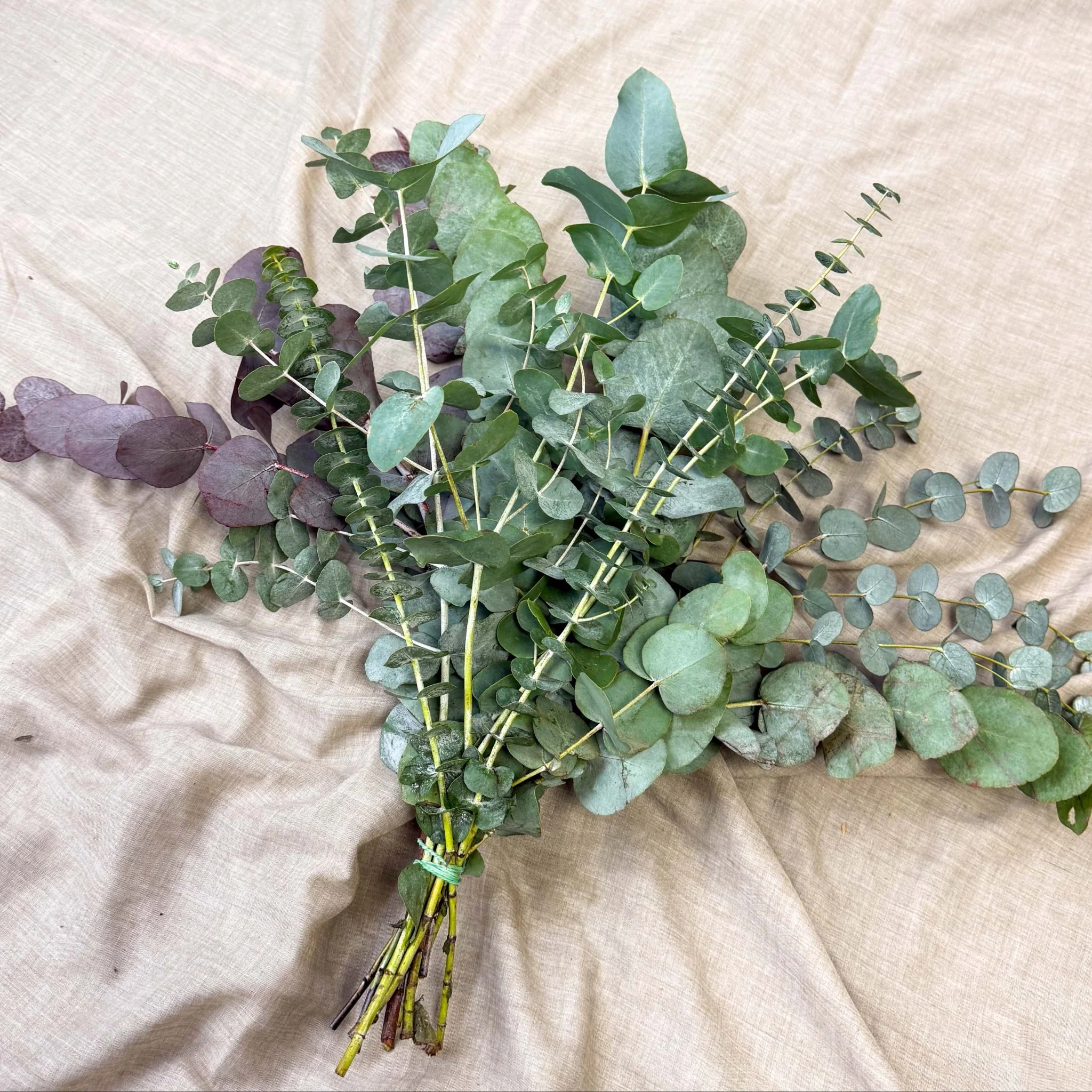 Eucalyptus Bunch – Mixed Varieties – Fresh Foliage for Christmas Wreaths, Floristry & Festive Crafting - Image 21