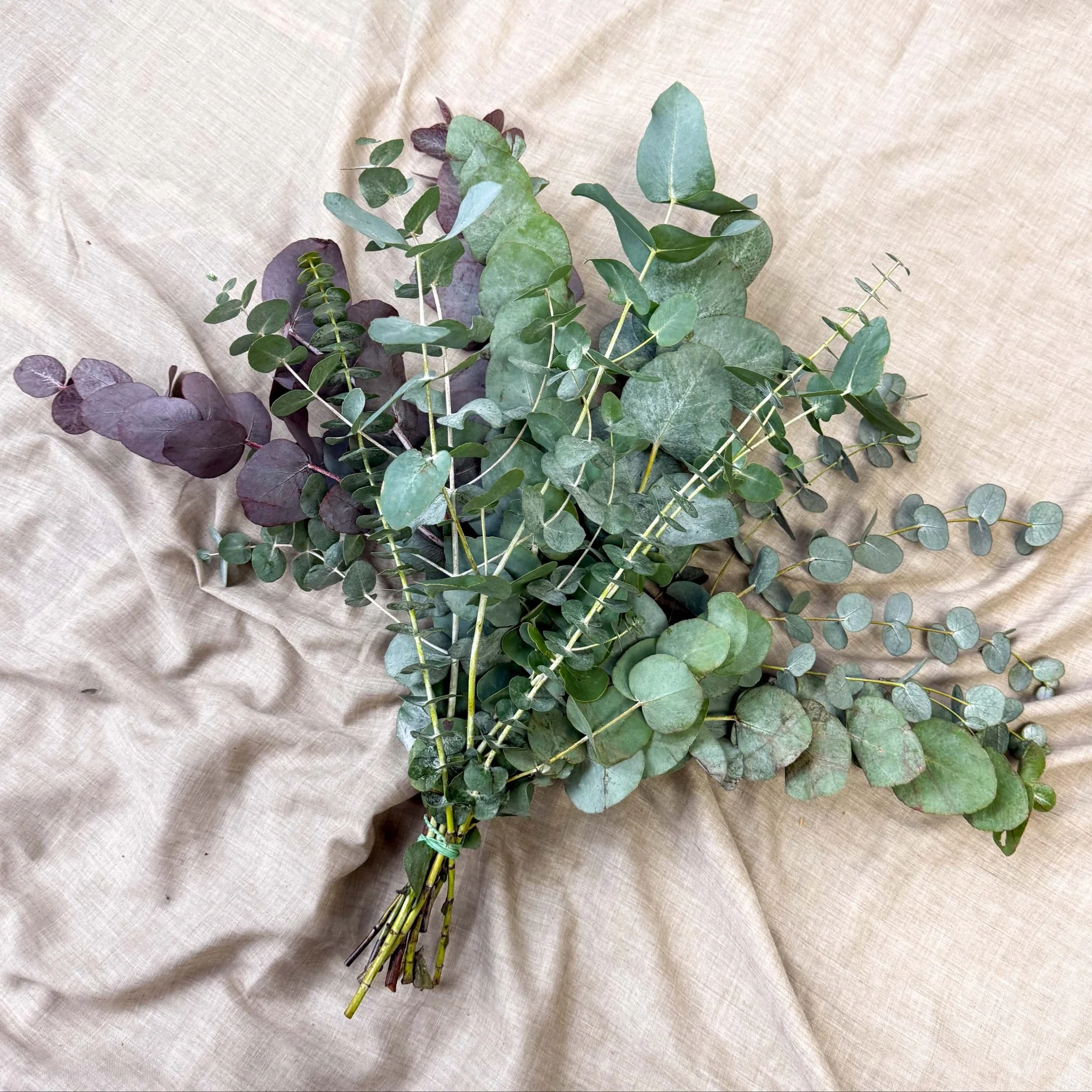 Eucalyptus Bunch – Mixed Varieties – Fresh Foliage for Christmas Wreaths, Floristry & Festive Crafting - Image 22