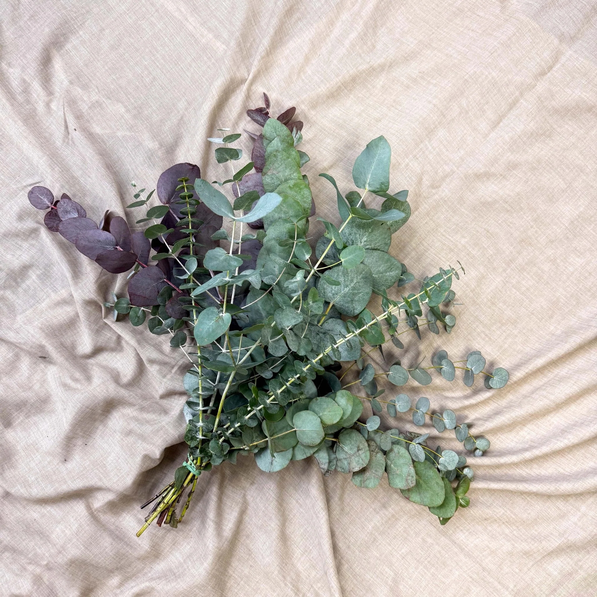 Eucalyptus Bunch – Mixed Varieties – Fresh Foliage for Christmas Wreaths, Floristry & Festive Crafting - Image 23