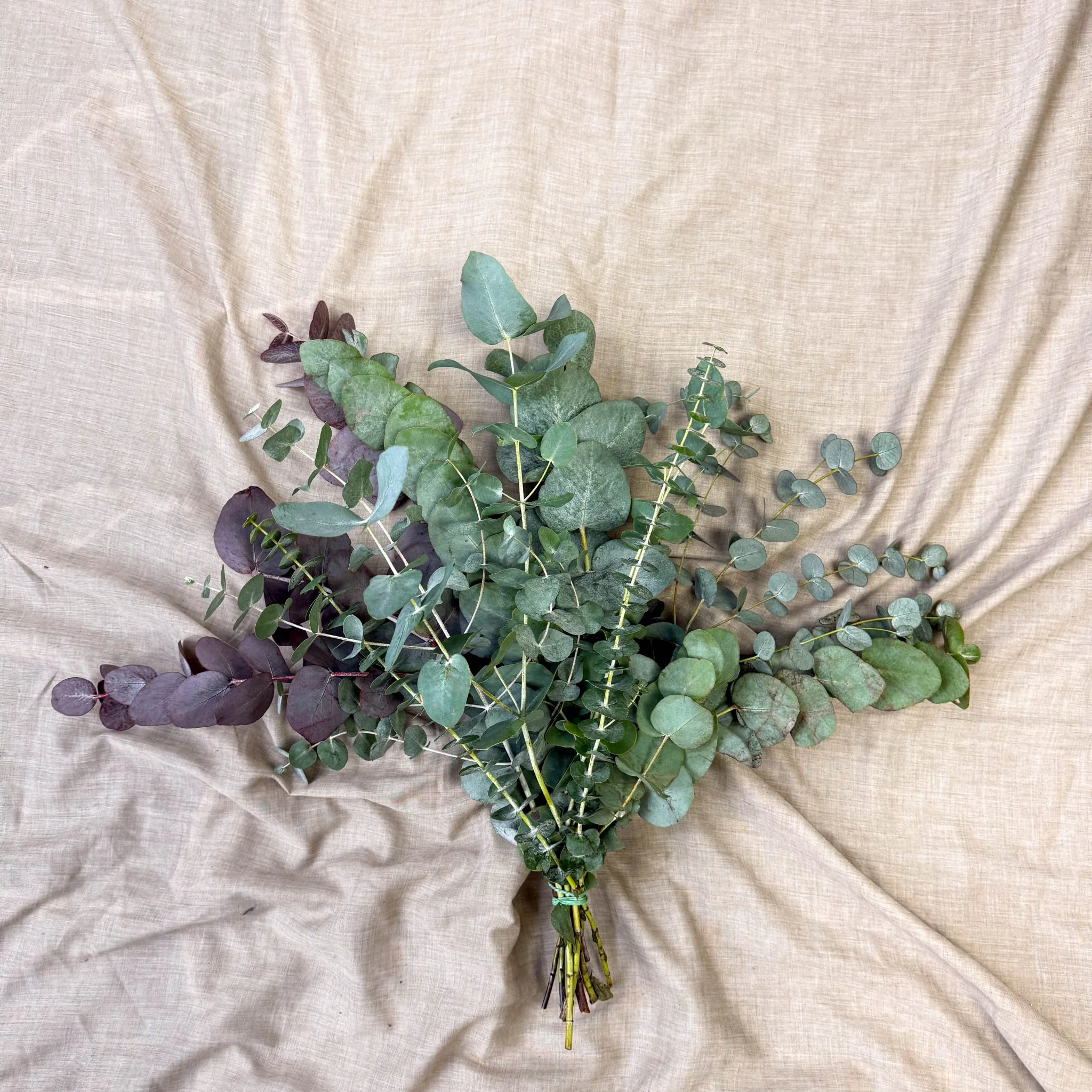 Eucalyptus Bunch – Mixed Varieties – Fresh Foliage for Christmas Wreaths, Floristry & Festive Crafting - Image 24