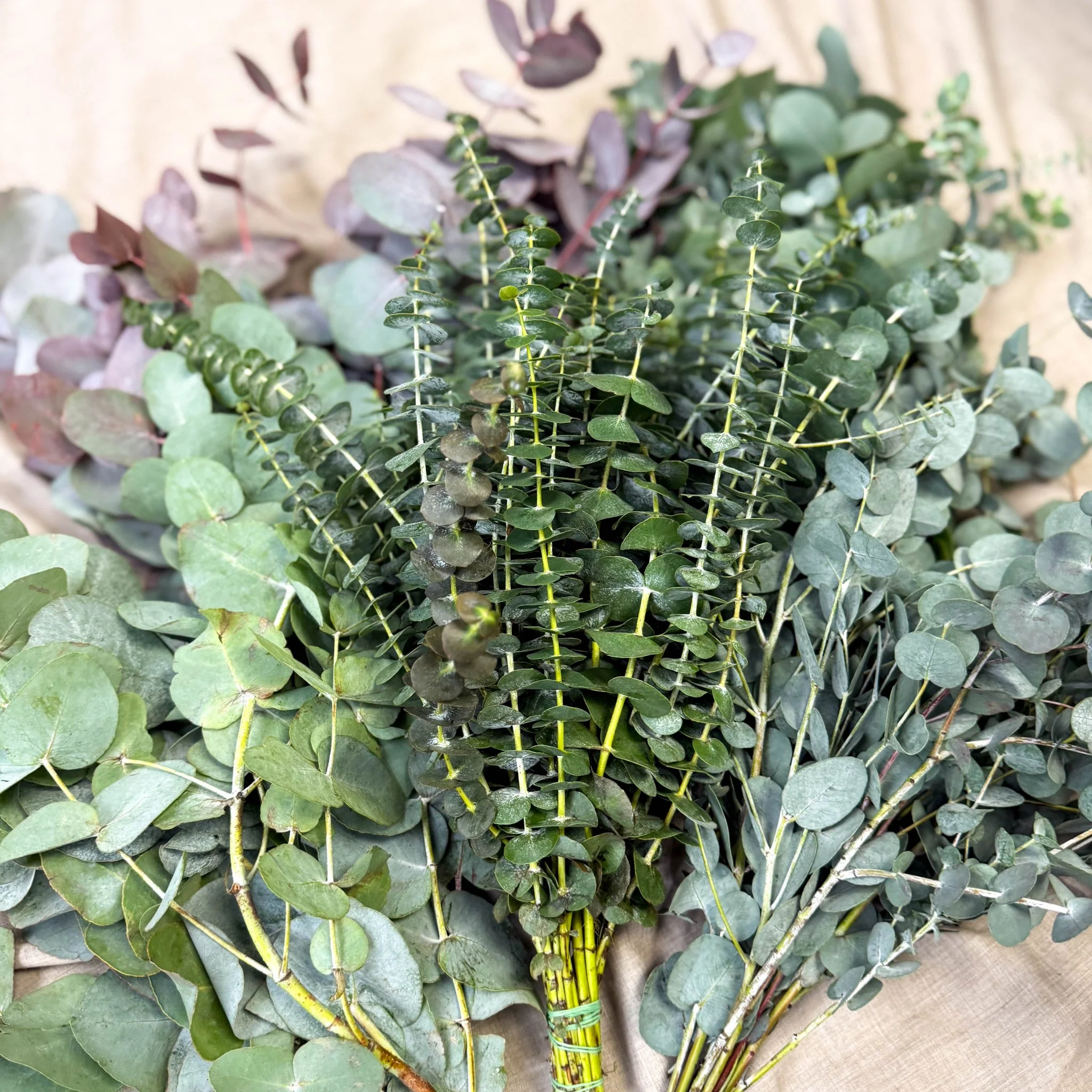 Eucalyptus Bunch – Mixed Varieties – Fresh Foliage for Christmas Wreaths, Floristry & Festive Crafting - Image 3