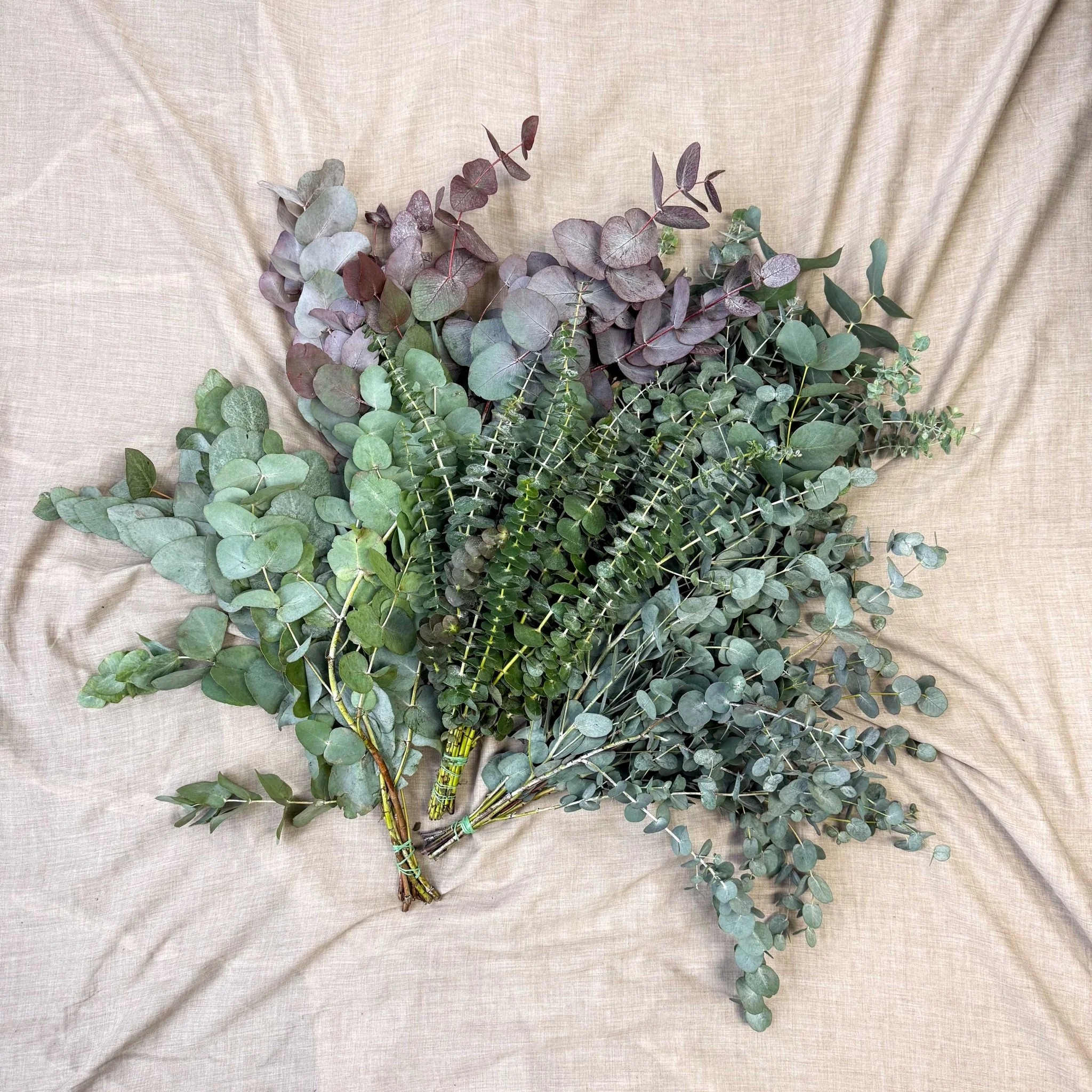 Eucalyptus Bunch – Mixed Varieties – Fresh Foliage for Christmas Wreaths, Floristry & Festive Crafting - Image 5