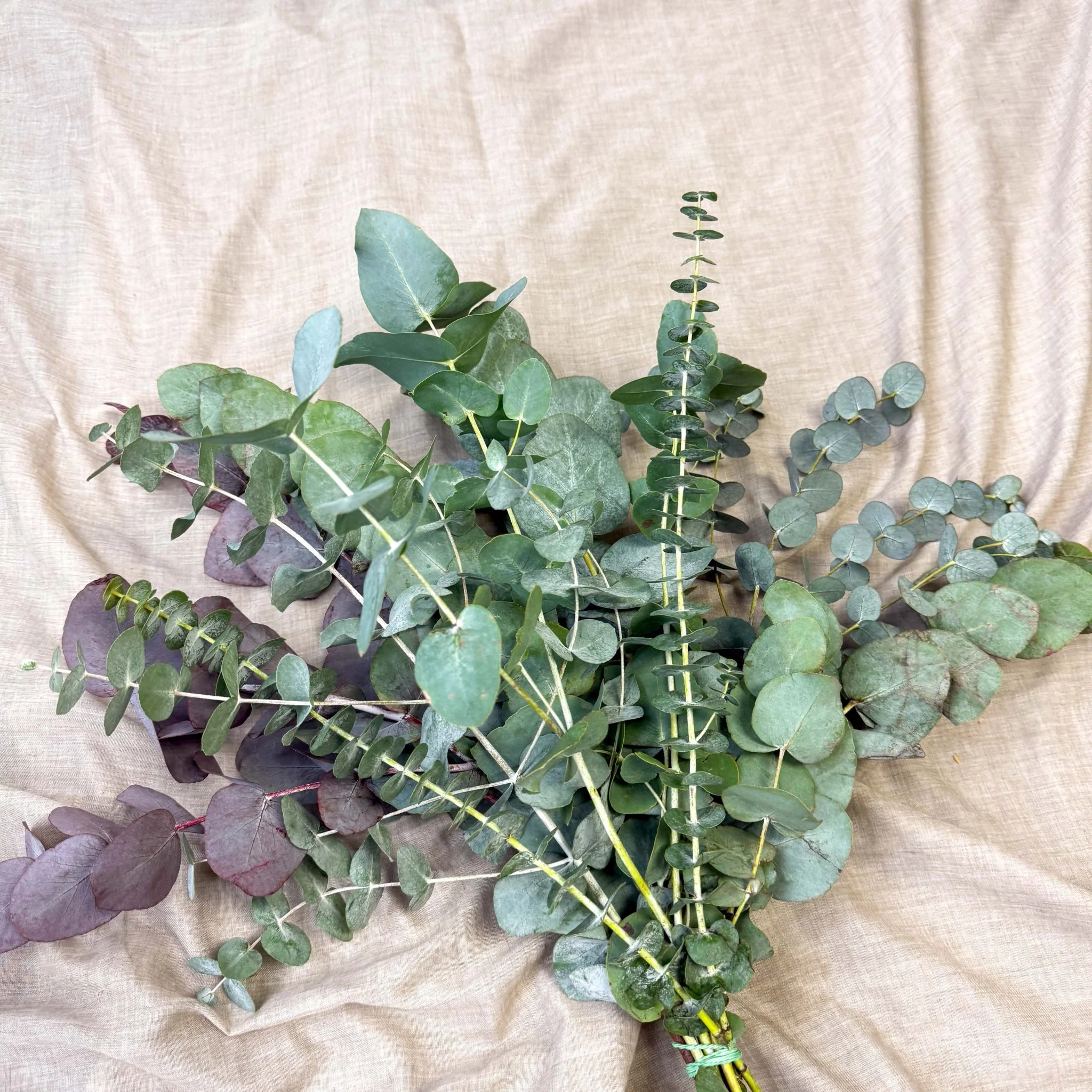 Eucalyptus Bunch – Mixed Varieties – Fresh Foliage for Christmas Wreaths, Floristry & Festive Crafting - Image 7