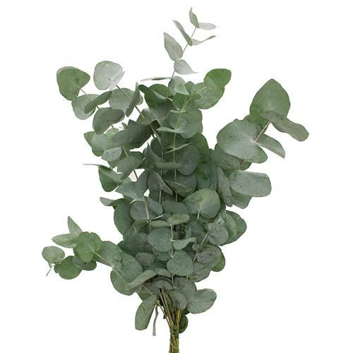 Eucalyptus cinerea Stems - Christmas Craft Wreath Florist Festive Decoration - Fresh Foliage