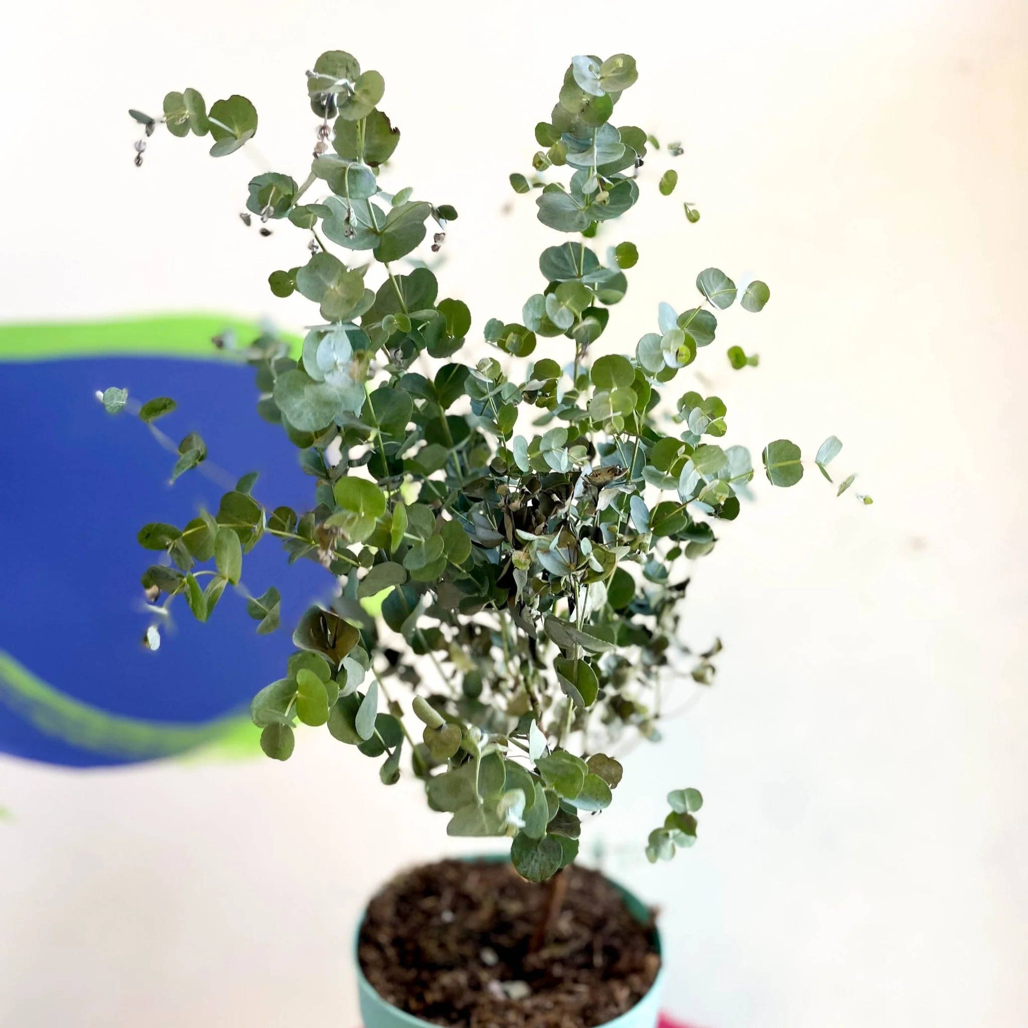 Eucalyptus gunnii 'Azura' - Cider Gum Tree - Image 2