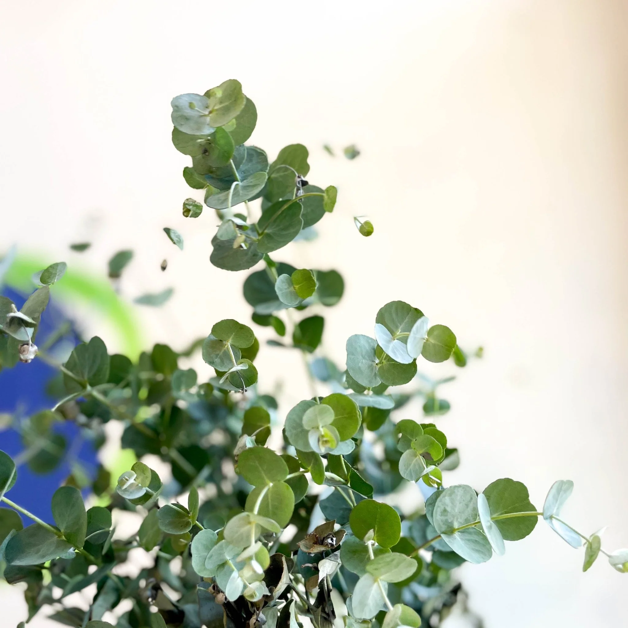 Eucalyptus gunnii 'Azura' - Cider Gum Tree - Image 7