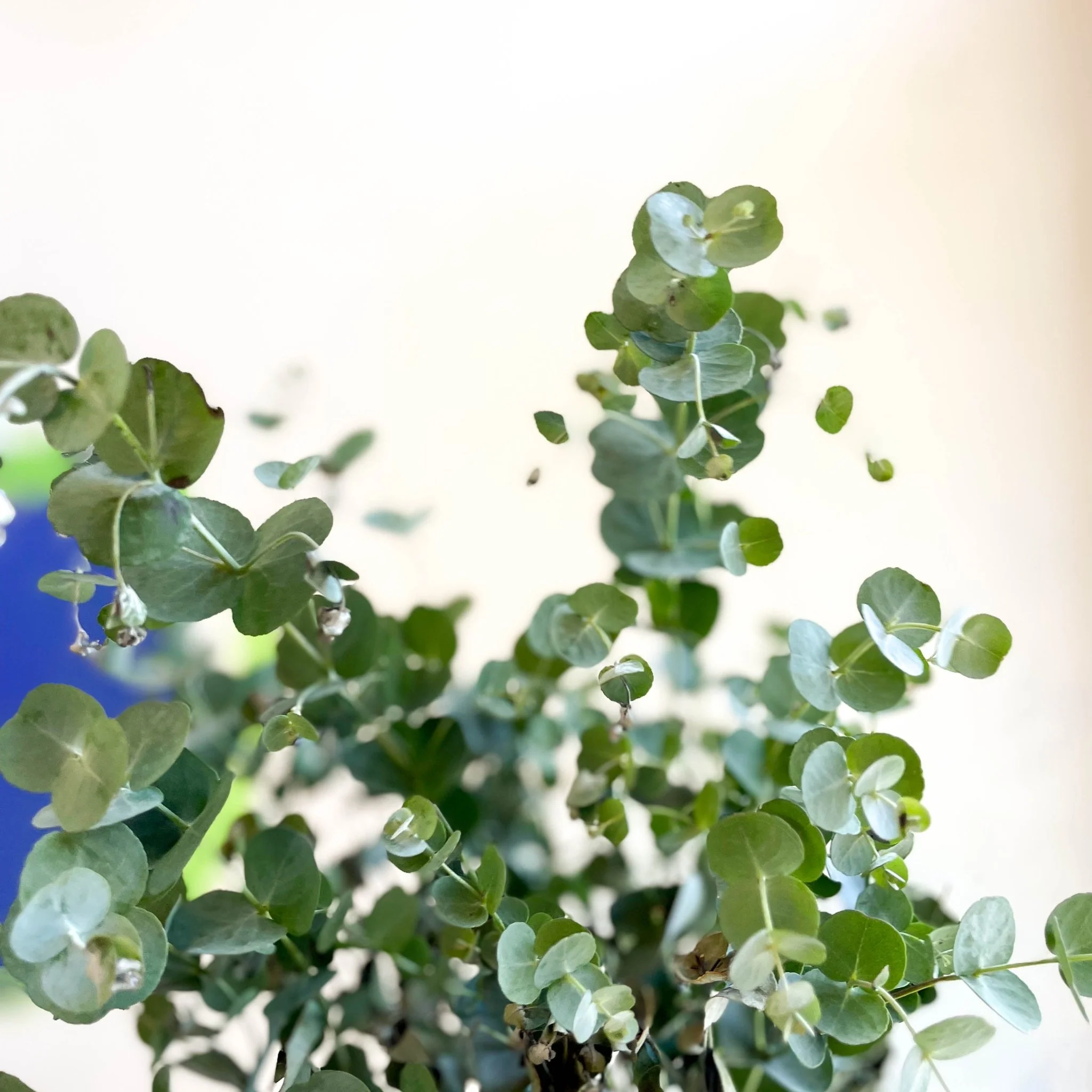 Eucalyptus gunnii 'Azura' - Cider Gum Tree - Image 8