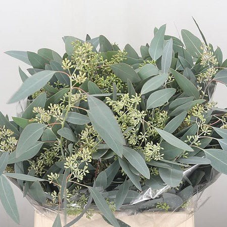 Eucalyptus populus Stems (Green with Berries) - Christmas Craft Wreath Florist Festive Decoration - Fresh Foliage