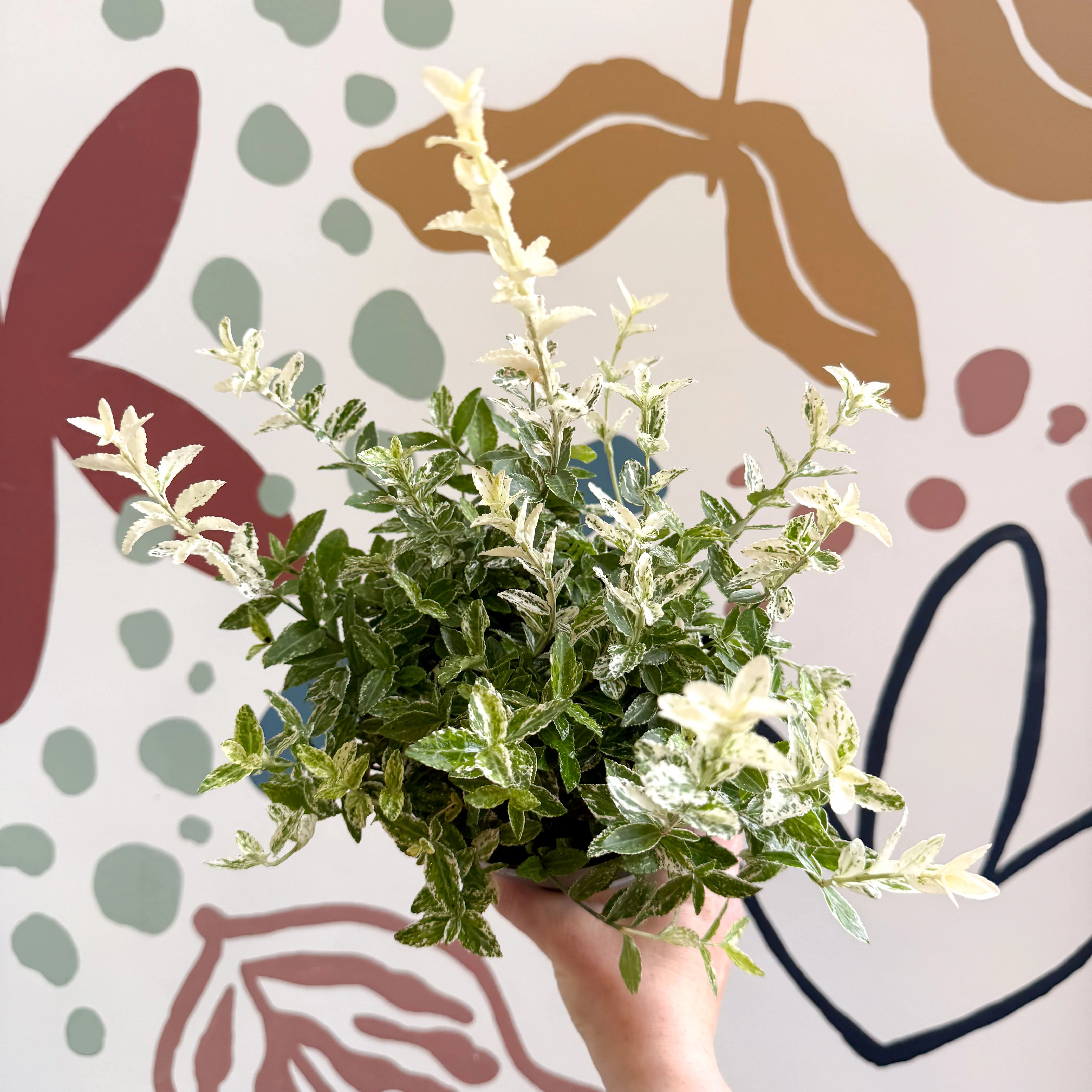 Euonymus fortunei 'Harlequin' - Image 2