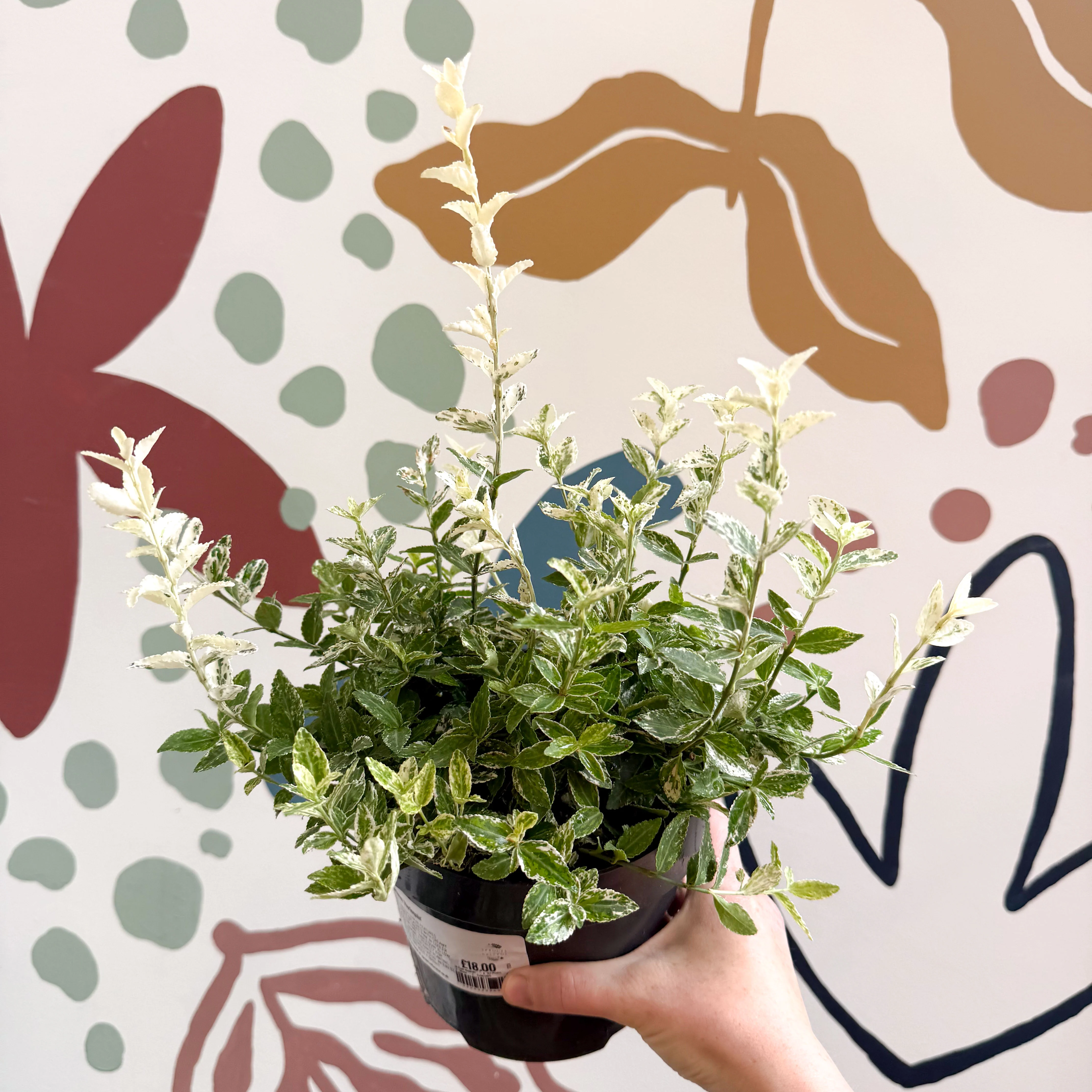 Euonymus fortunei 'Harlequin' - Image 3