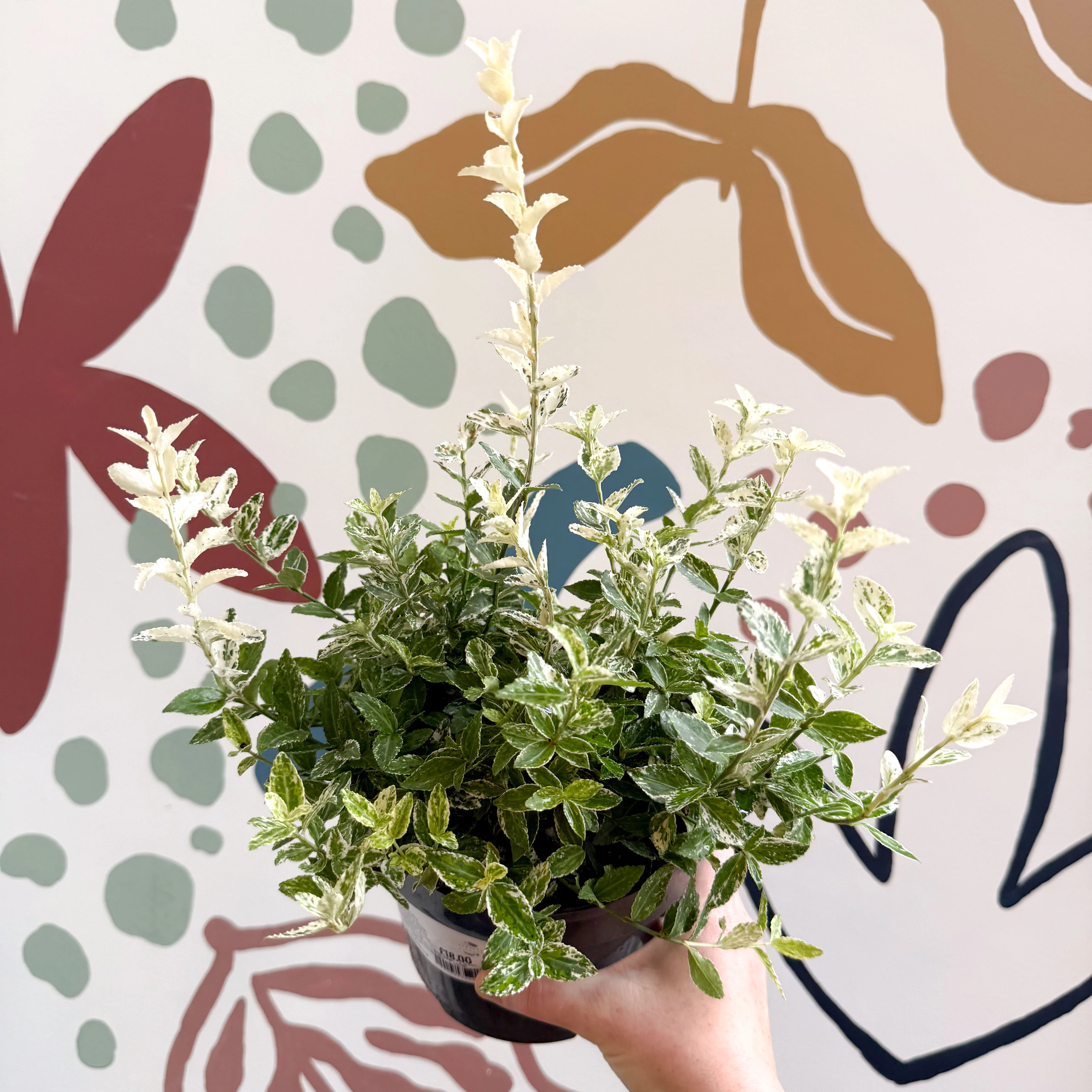 Euonymus fortunei 'Harlequin' - Image 4