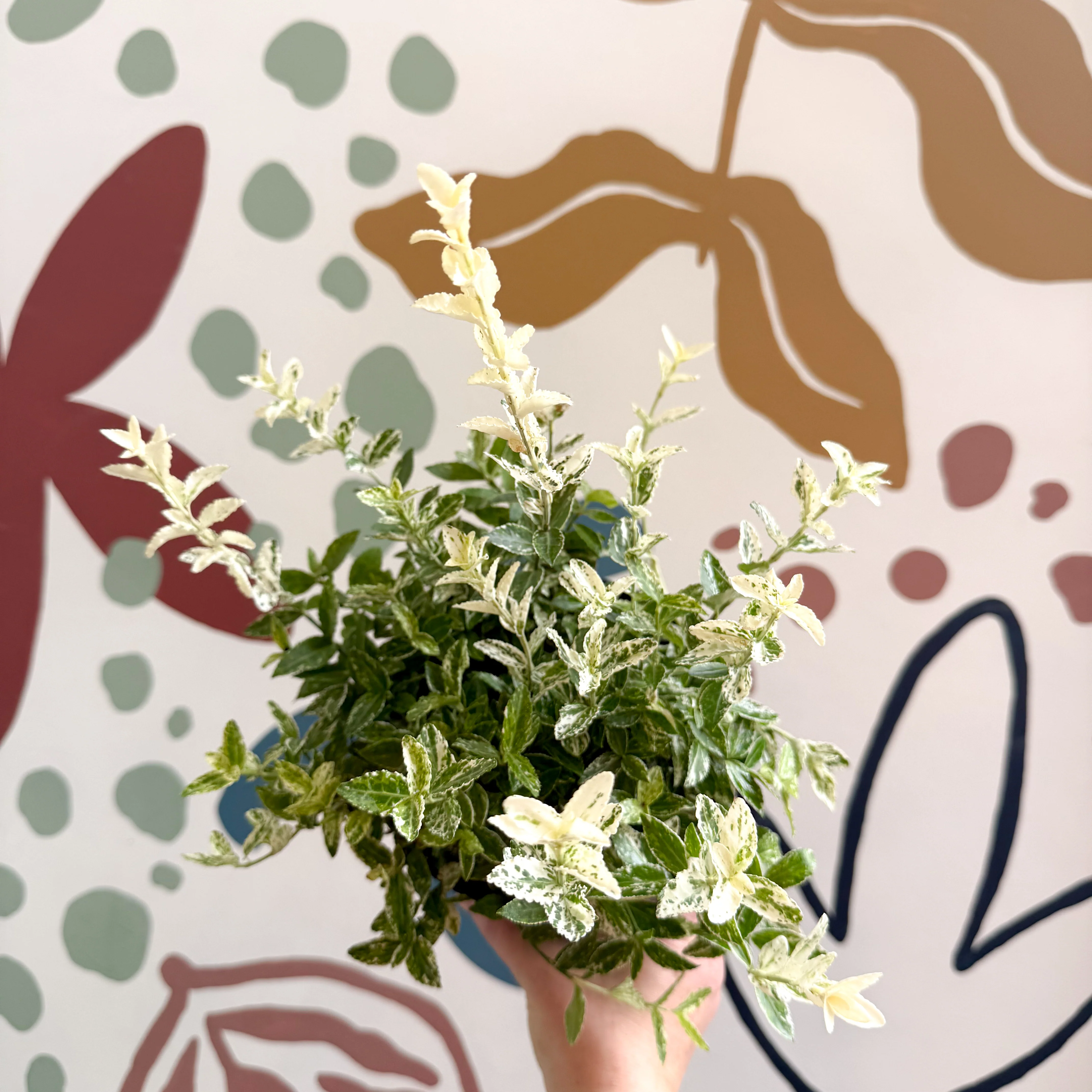Euonymus fortunei 'Harlequin' - Image 5