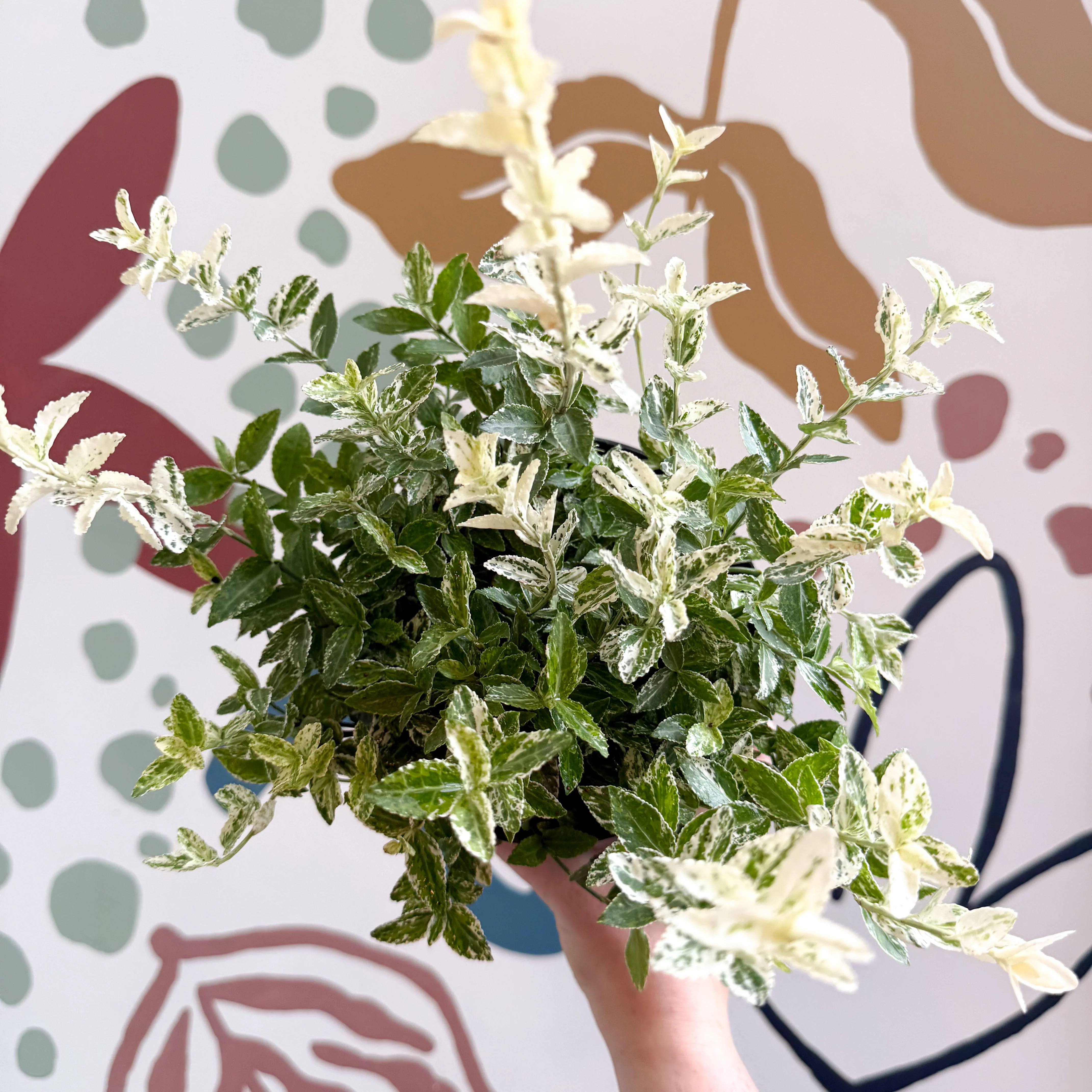 Euonymus fortunei 'Harlequin' - Image 6