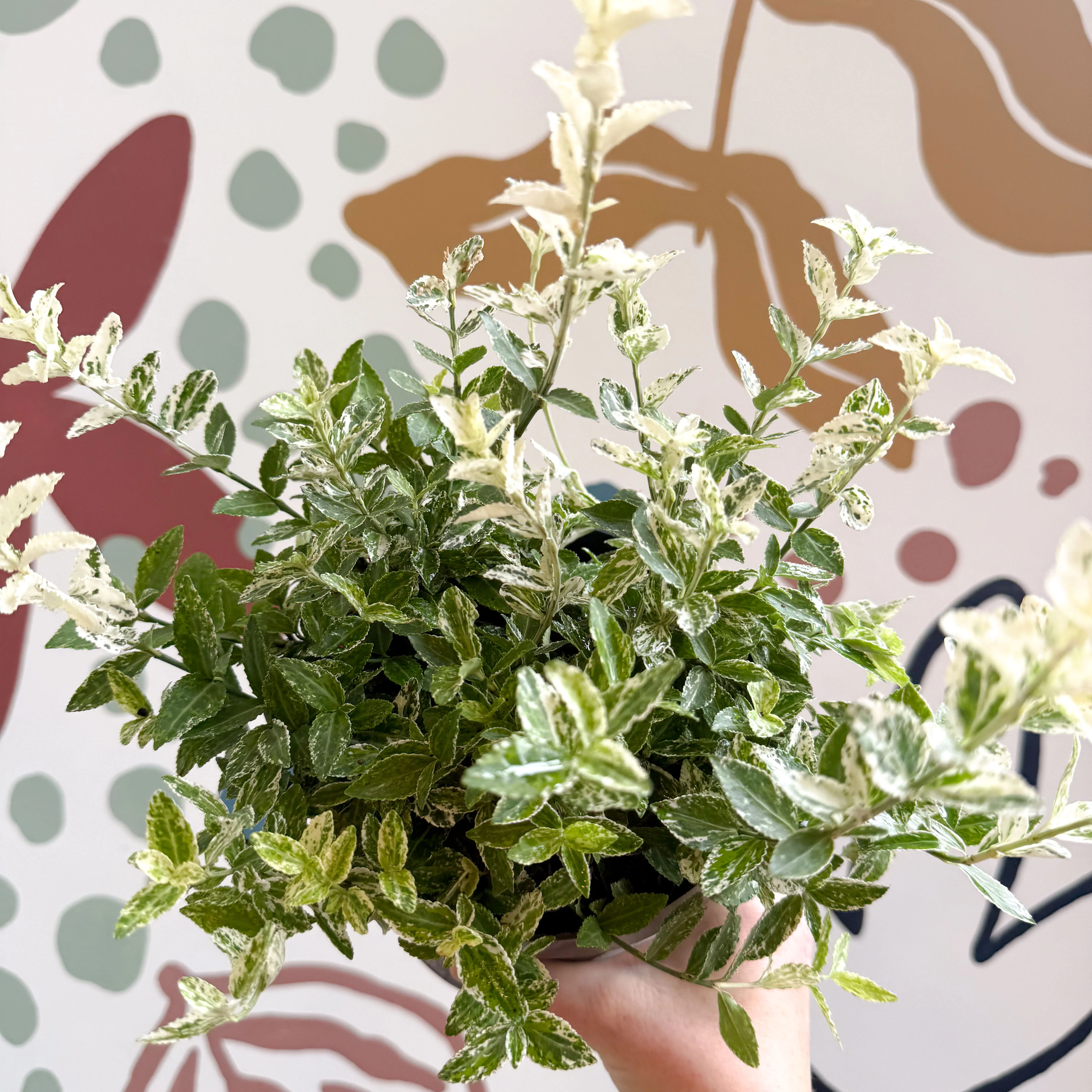 Euonymus fortunei 'Harlequin' - Image 7